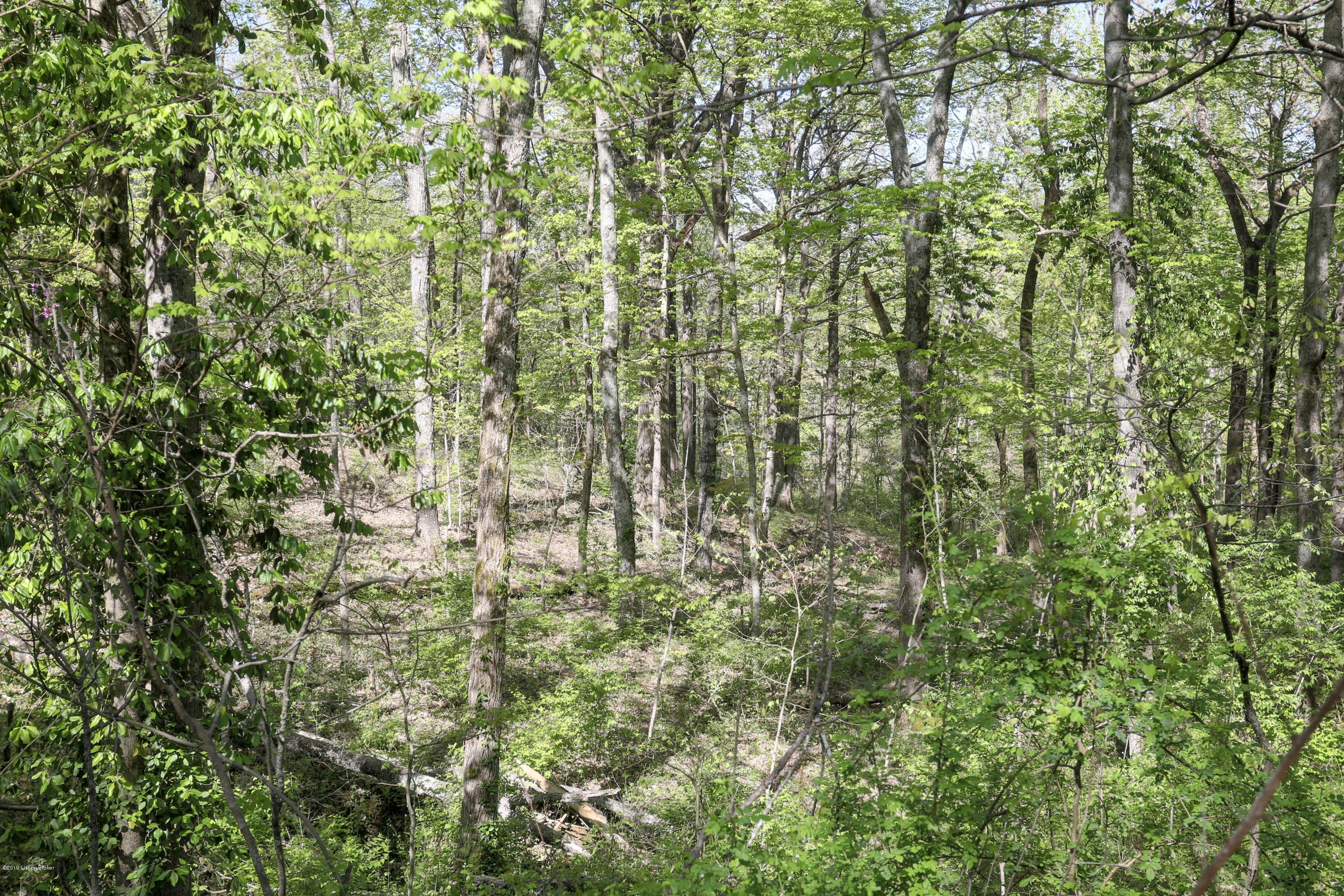 7401 Old Heady Road Louisville, KY 40299 - Photo 51 of 56 Front Woods