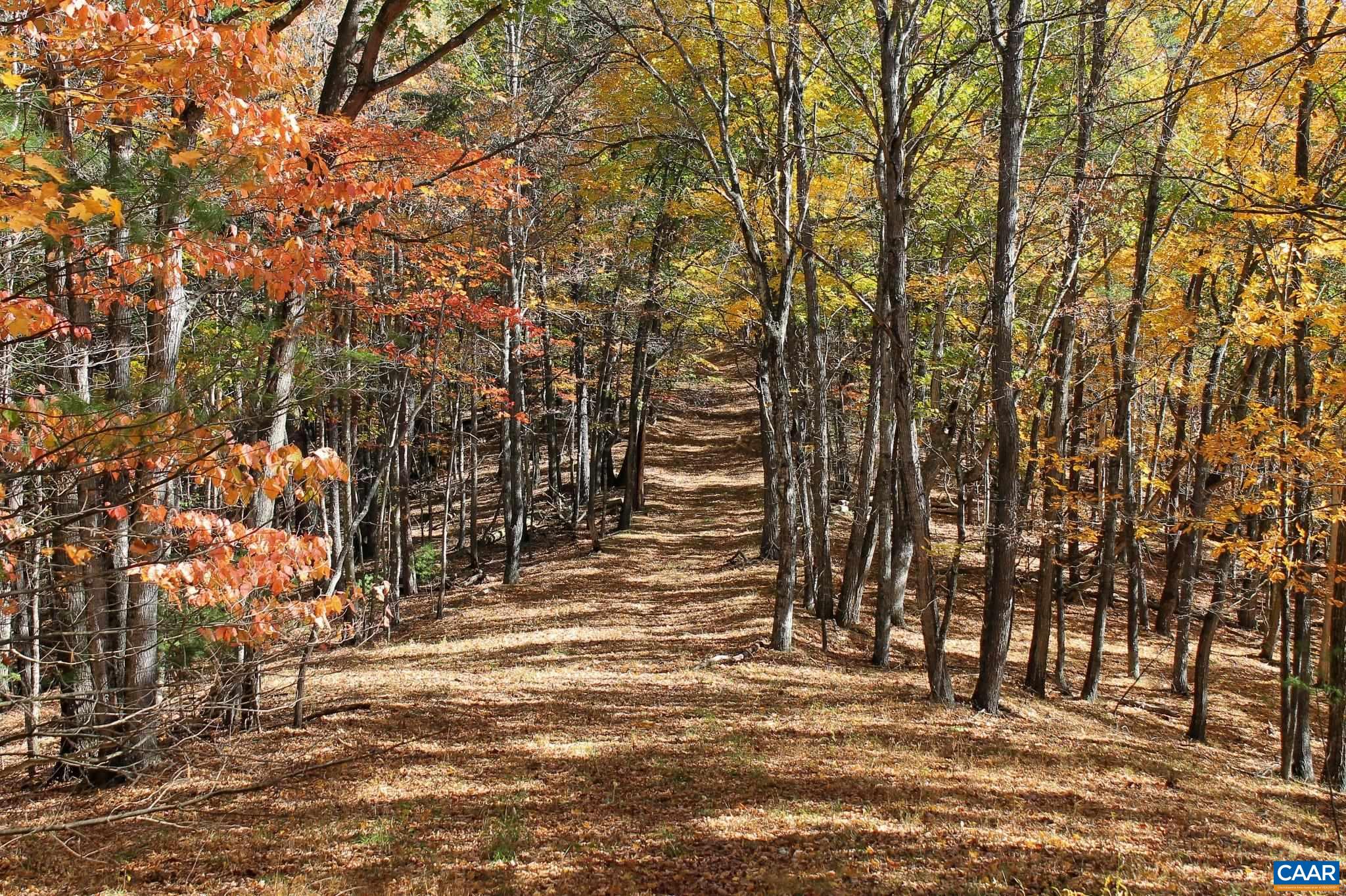Tbd Crab Run Road Bergton, VA 22811 - Photo 13 of 74 a view of a yard with an trees