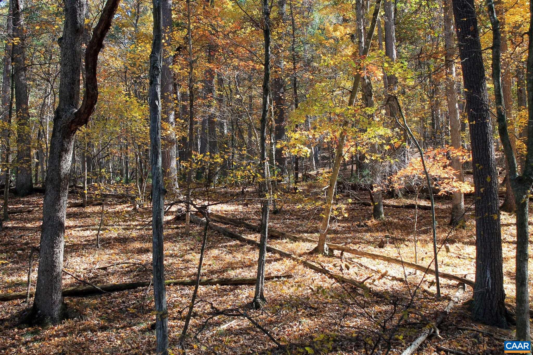 Tbd Crab Run Road Bergton, VA 22811 - Photo 14 of 74