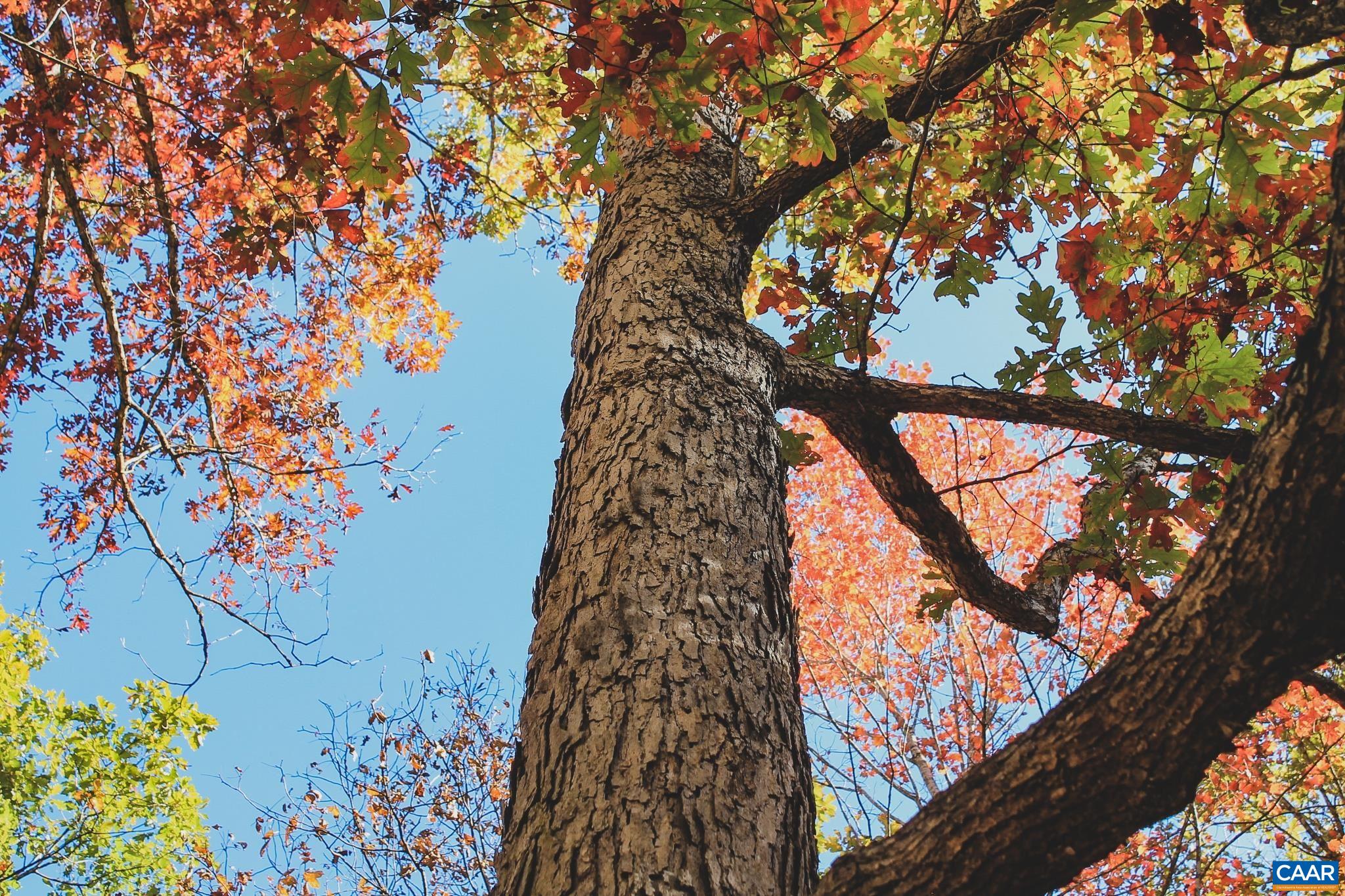 Tbd Crab Run Road Bergton, VA 22811 - Photo 15 of 74