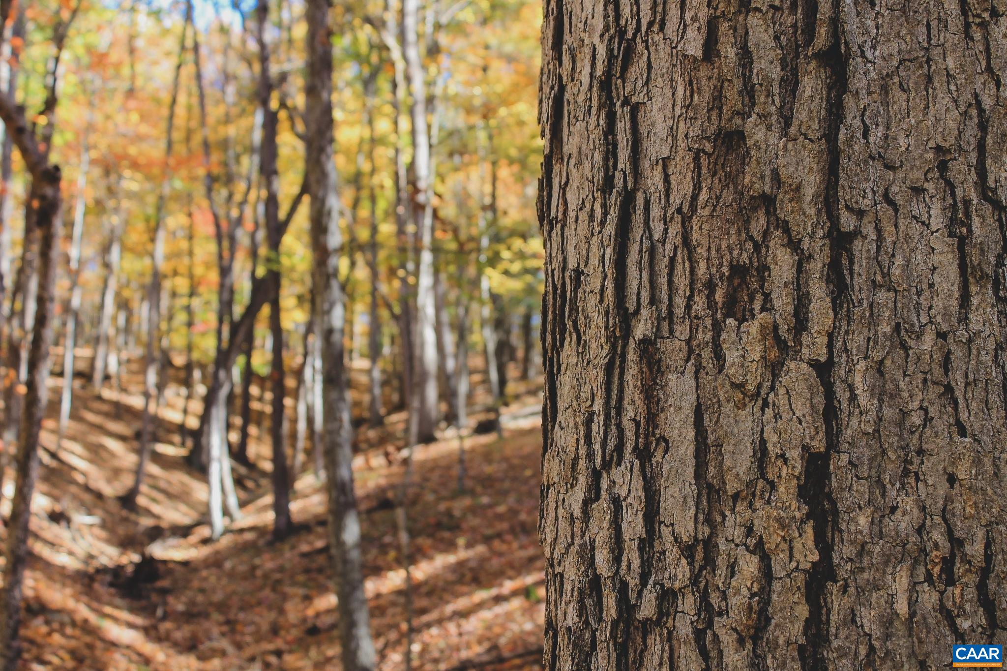 Tbd Crab Run Road Bergton, VA 22811 - Photo 16 of 74
