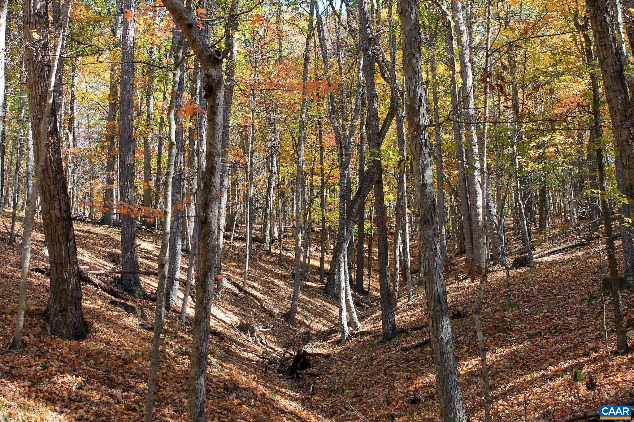 Tbd Crab Run Road Bergton, VA 22811 - Photo 17 of 74 a backyard of a house with lots of trees