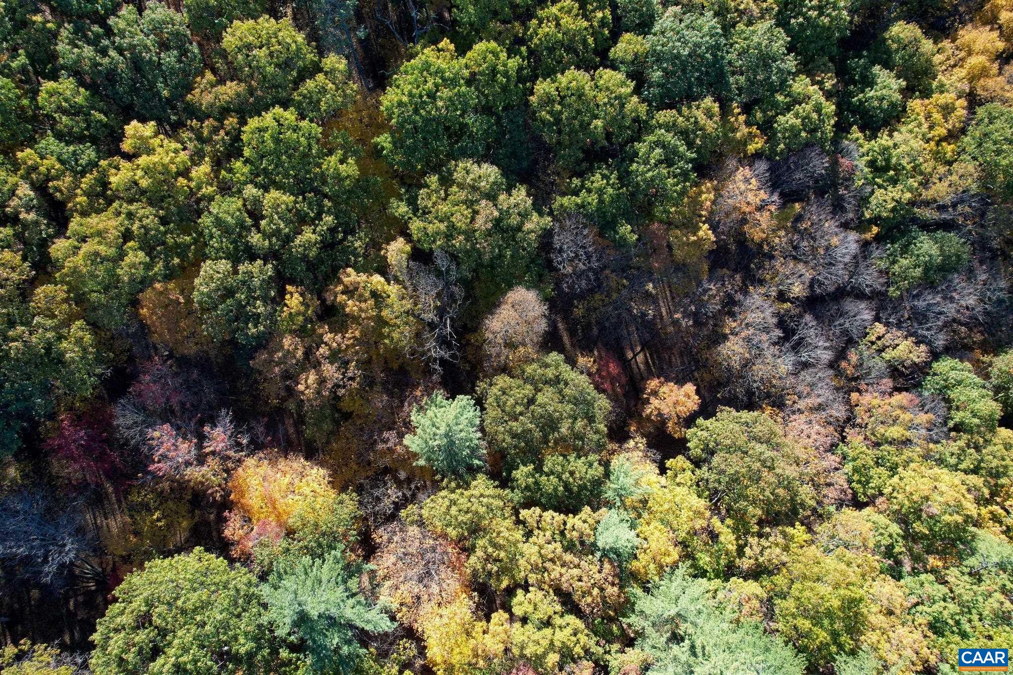 Tbd Crab Run Road Bergton, VA 22811 - Photo 23 of 74