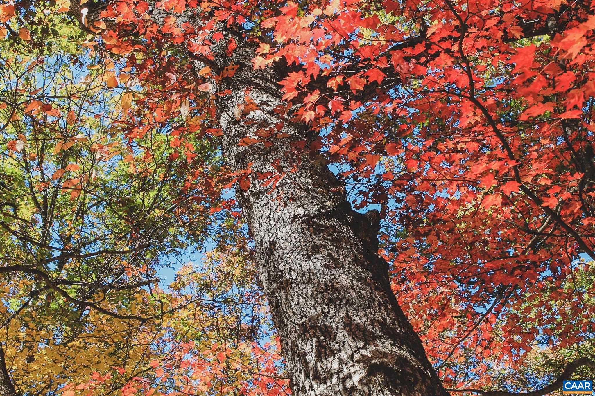 Tbd Crab Run Road Bergton, VA 22811 - Photo 24 of 74