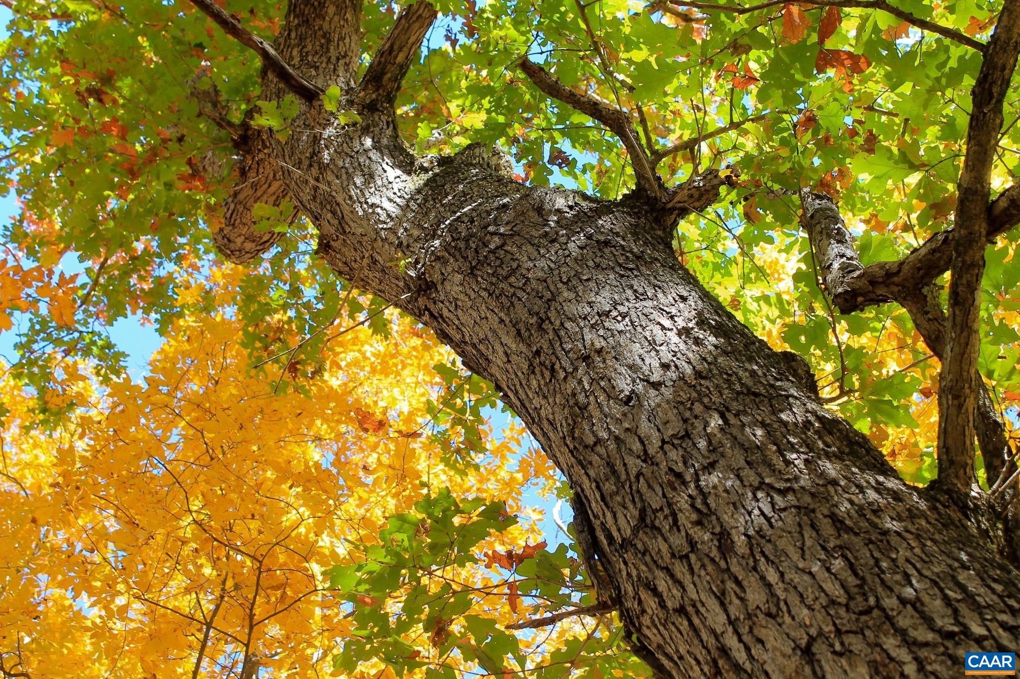 Tbd Crab Run Road Bergton, VA 22811 - Photo 28 of 74 a close up of a tree