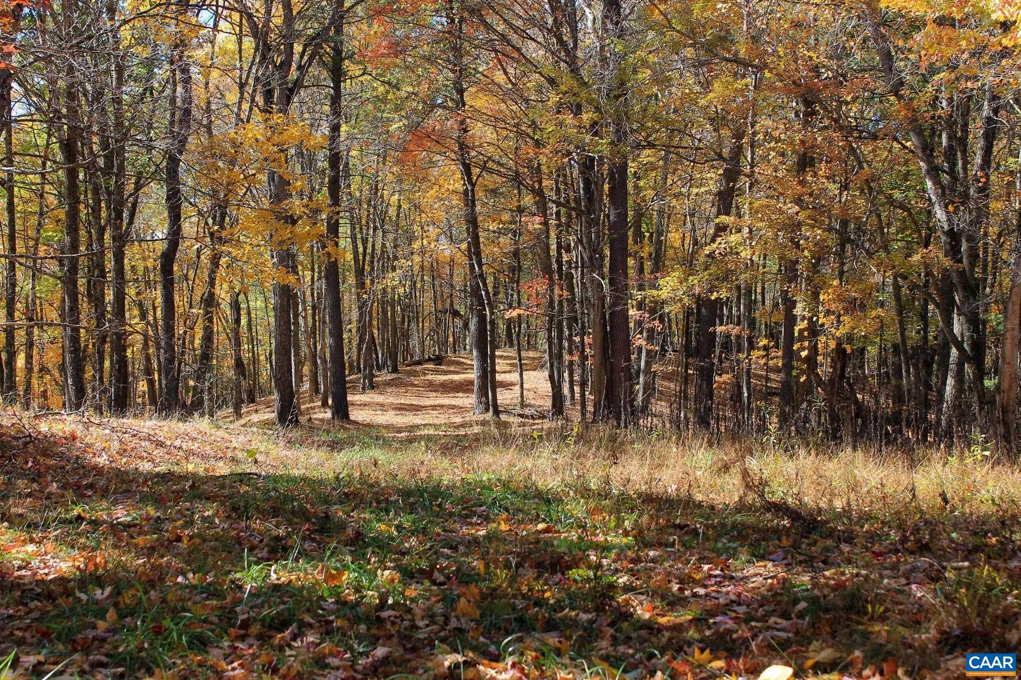 Tbd Crab Run Road Bergton, VA 22811 - Photo 30 of 74 a view of a yard with a tree