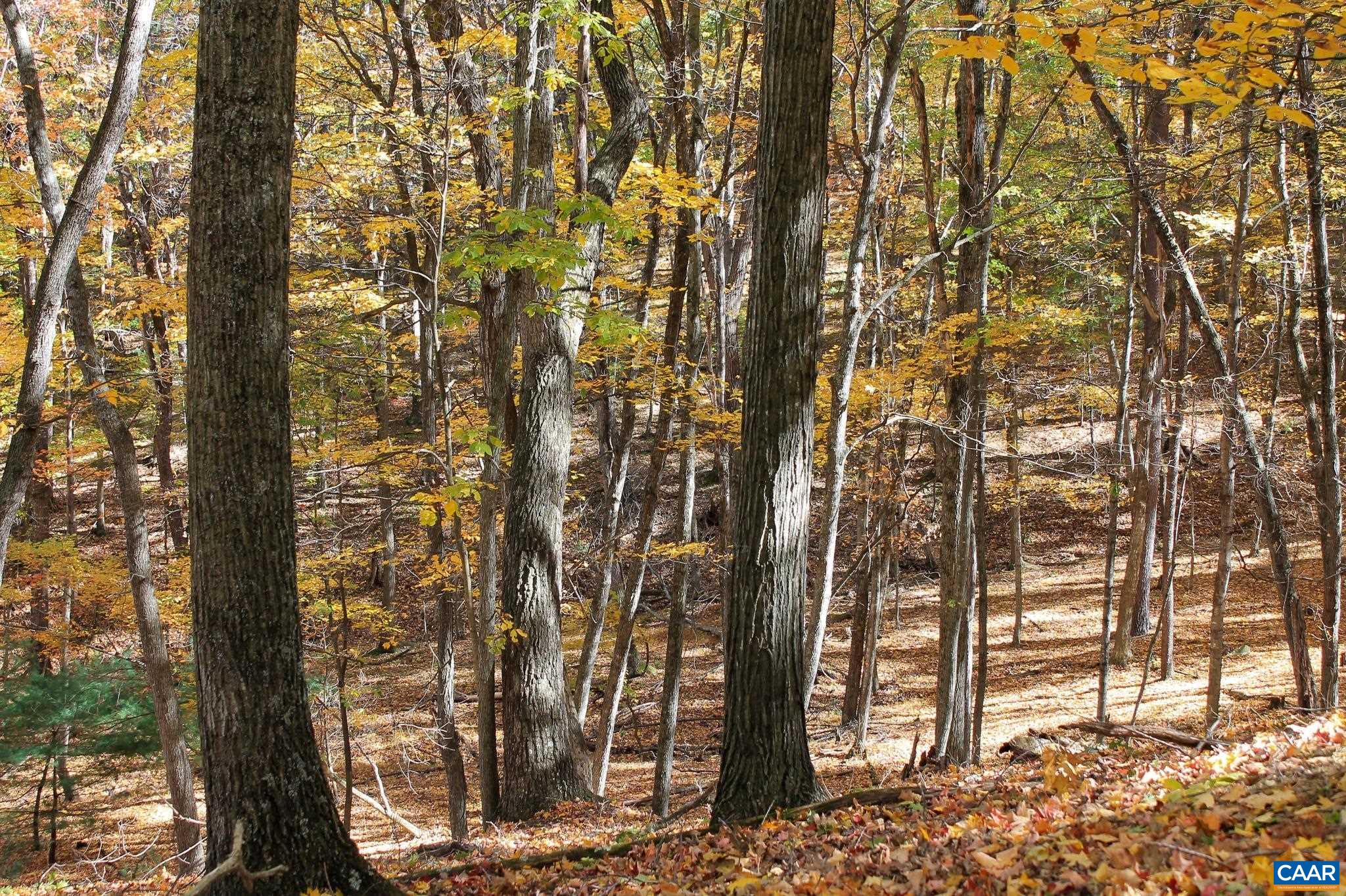 Tbd Crab Run Road Bergton, VA 22811 - Photo 32 of 74 a view of a yard with plants and trees