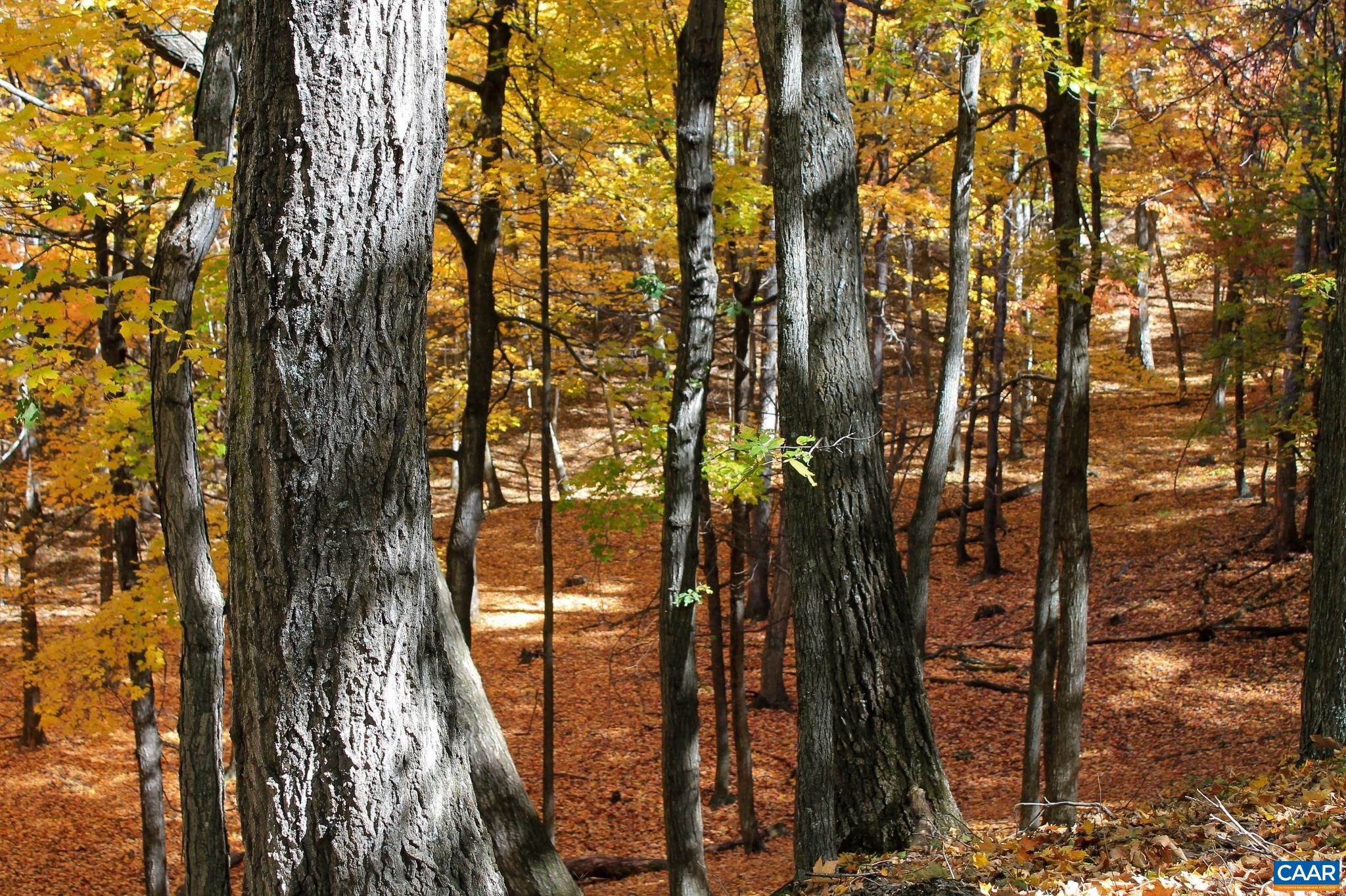 Tbd Crab Run Road Bergton, VA 22811 - Photo 36 of 74