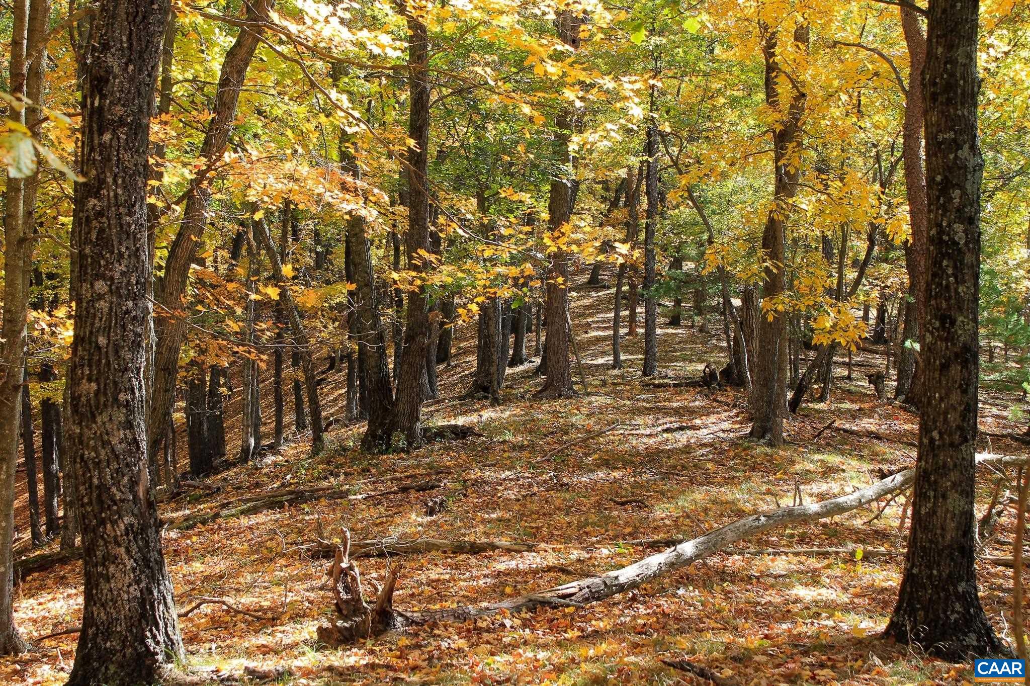 Tbd Crab Run Road Bergton, VA 22811 - Photo 37 of 74