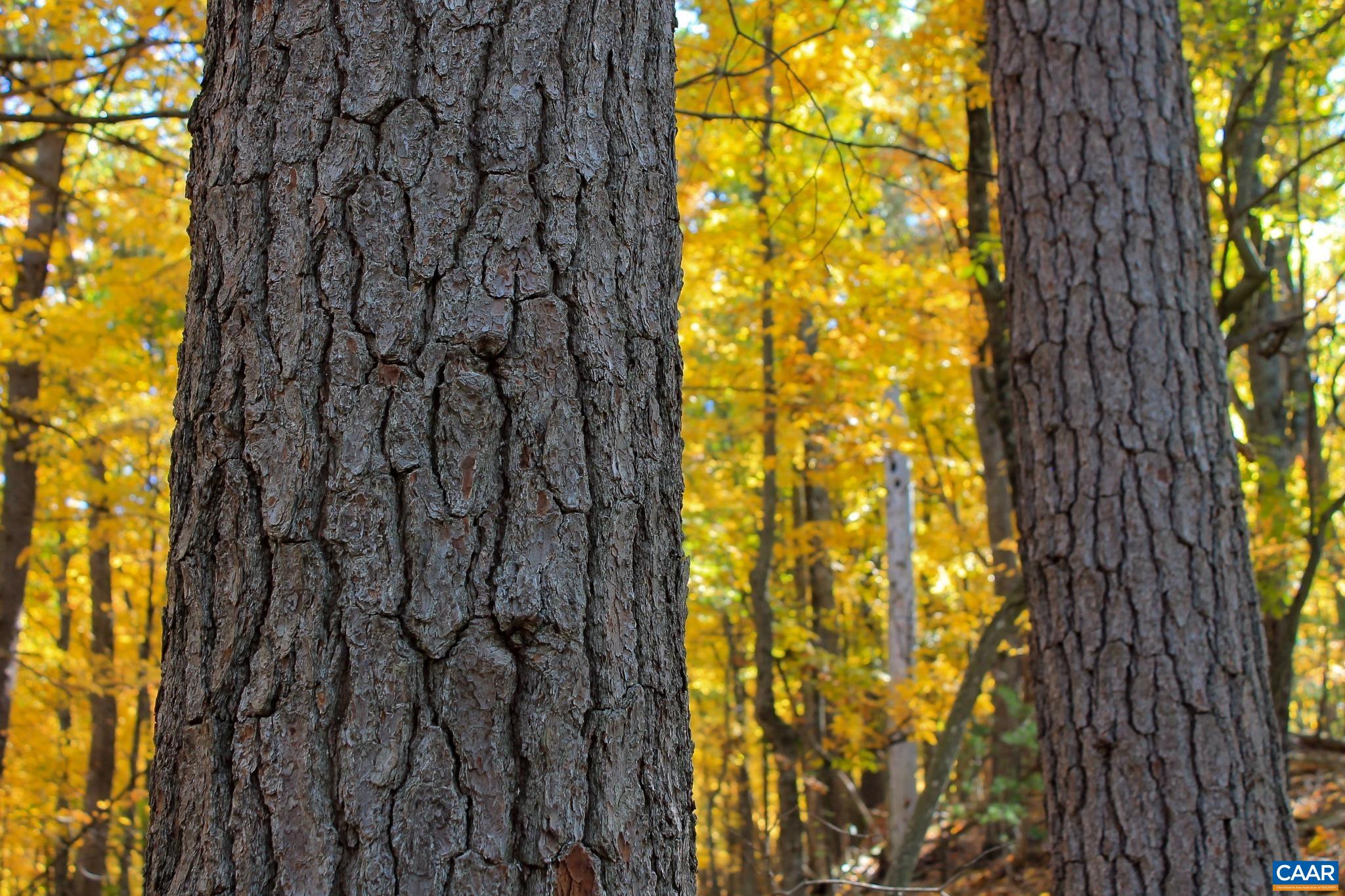 Tbd Crab Run Road Bergton, VA 22811 - Photo 38 of 74