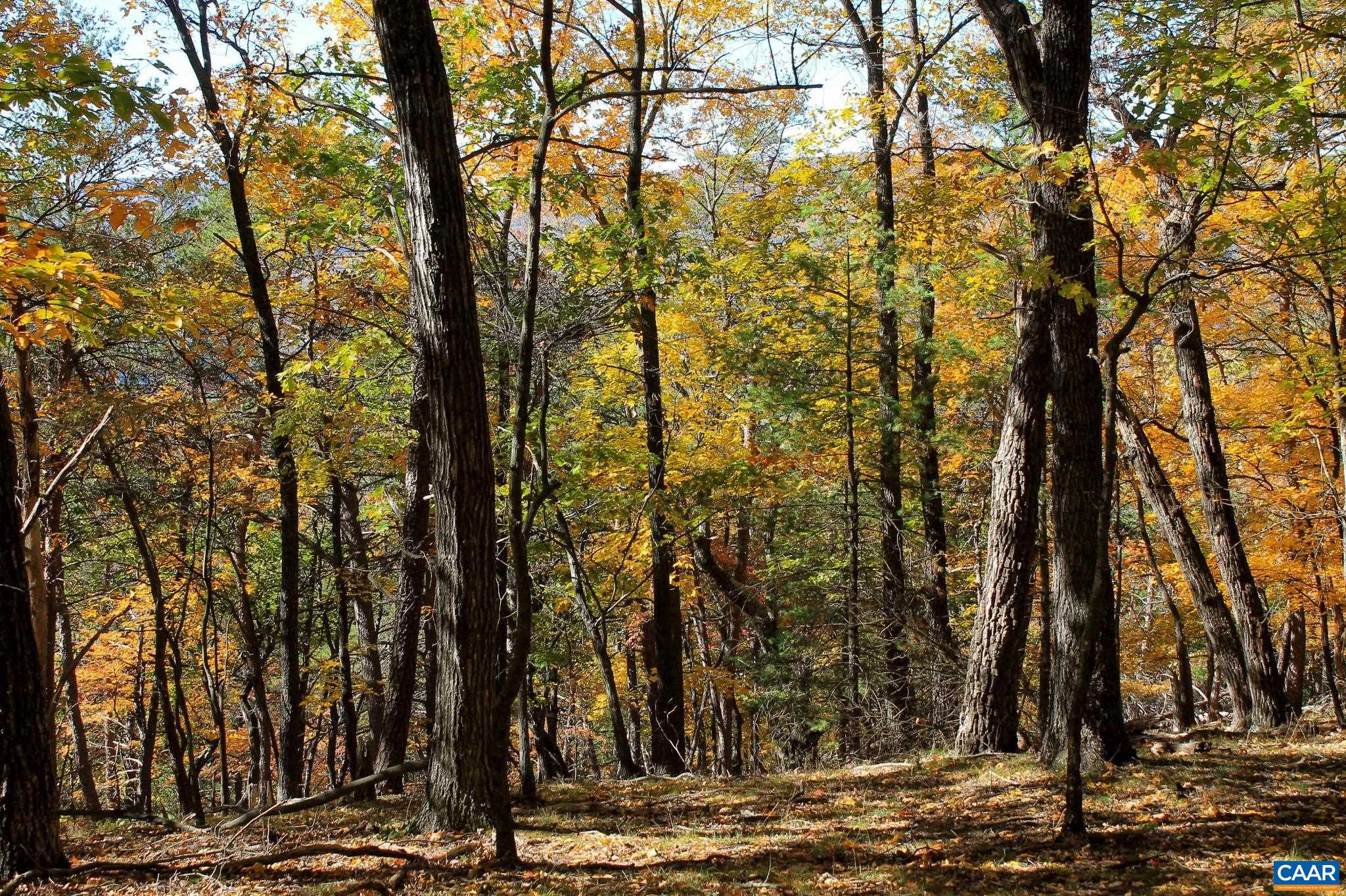 Tbd Crab Run Road Bergton, VA 22811 - Photo 39 of 74 a view of a backyard of the house