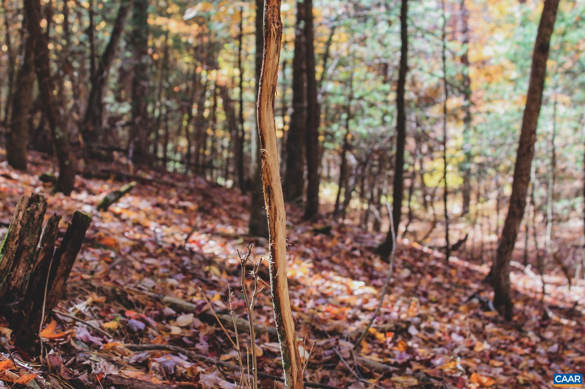 Tbd Crab Run Road Bergton, VA 22811 - Photo 41 of 74 a view of forest