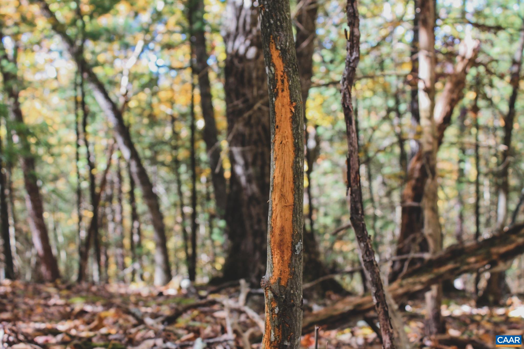 Tbd Crab Run Road Bergton, VA 22811 - Photo 42 of 74 a backyard of a house
