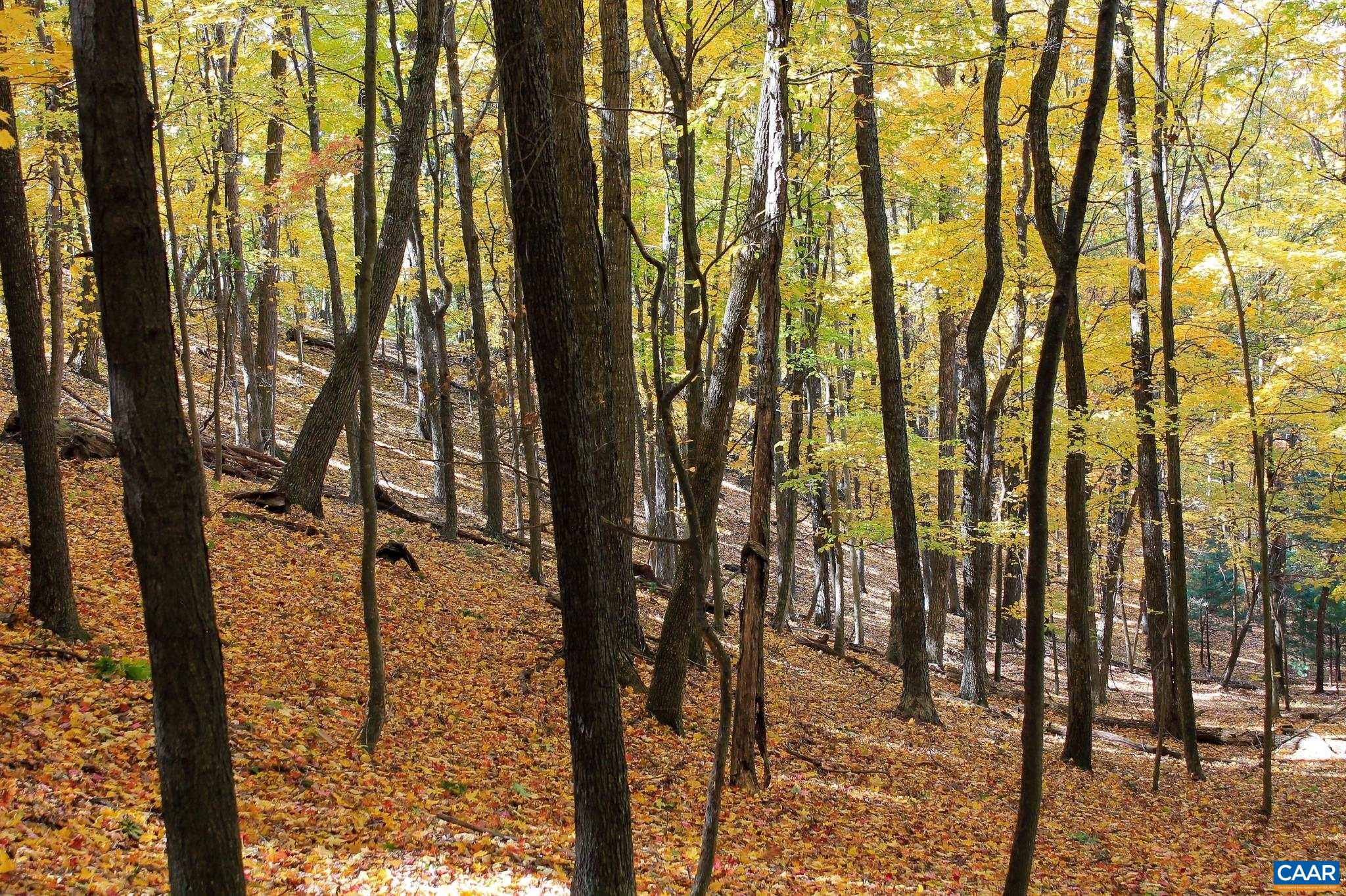 Tbd Crab Run Road Bergton, VA 22811 - Photo 44 of 74