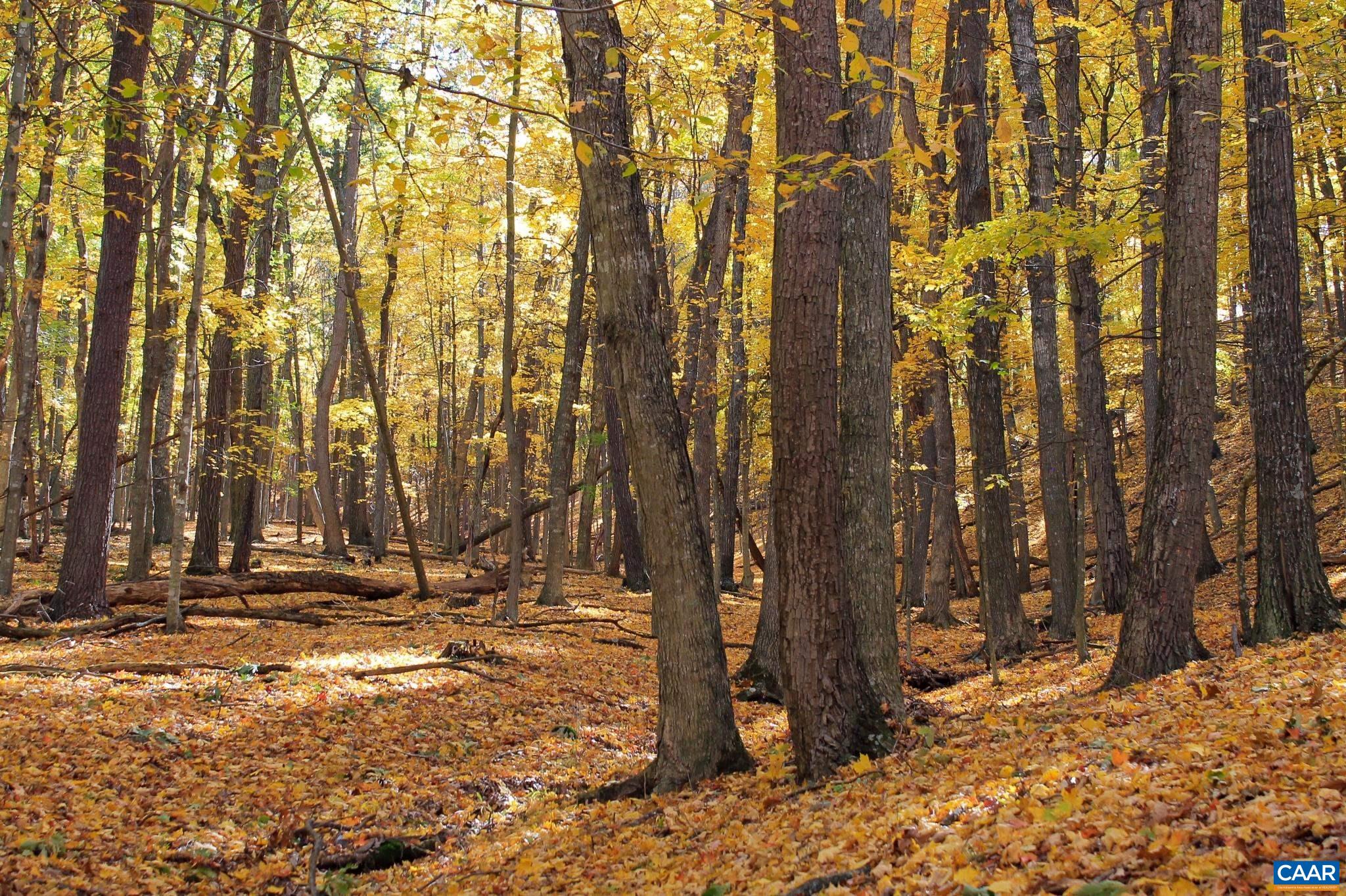 Tbd Crab Run Road Bergton, VA 22811 - Photo 47 of 74 a view of outdoor space with trees