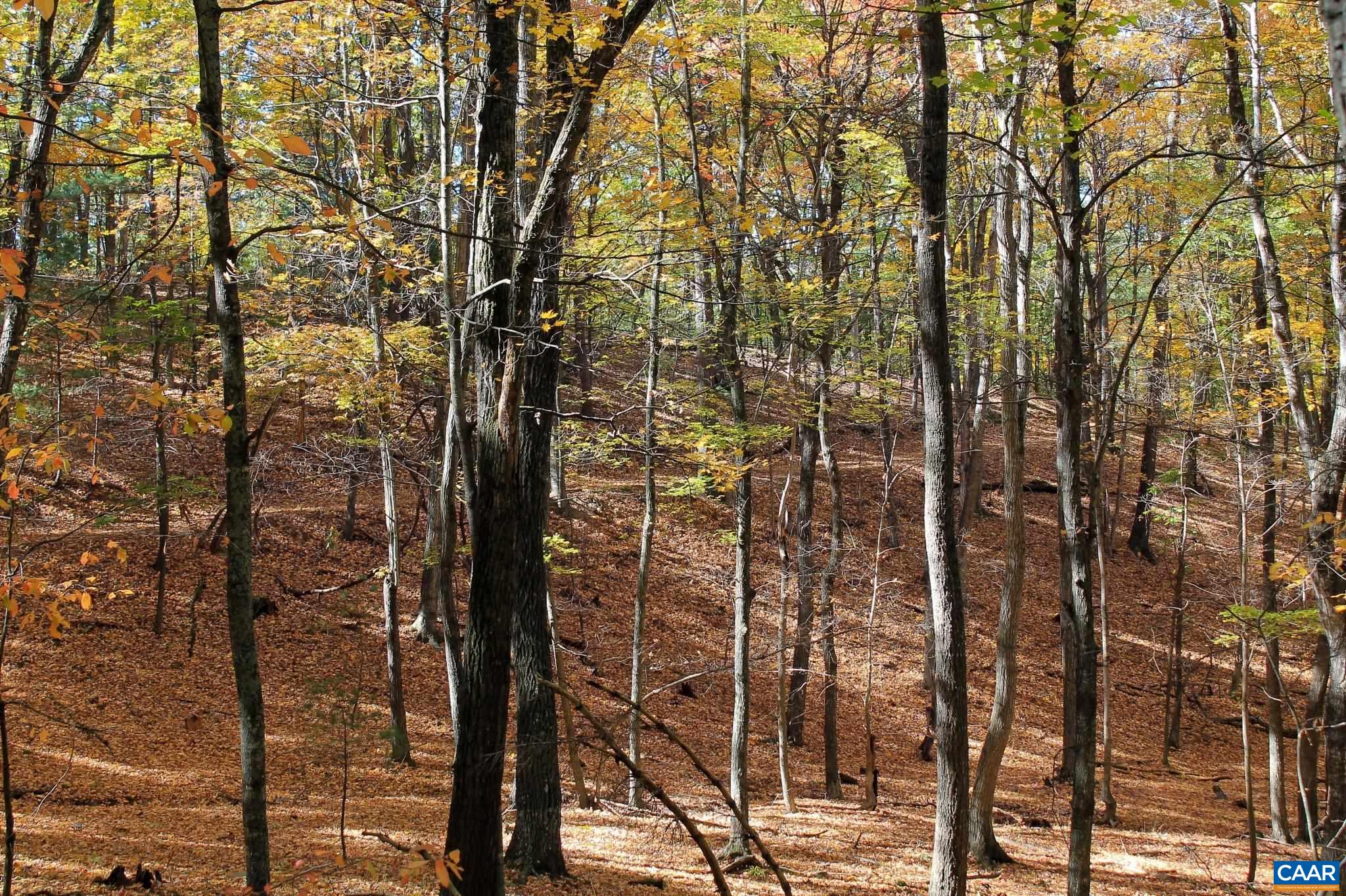 Tbd Crab Run Road Bergton, VA 22811 - Photo 48 of 74