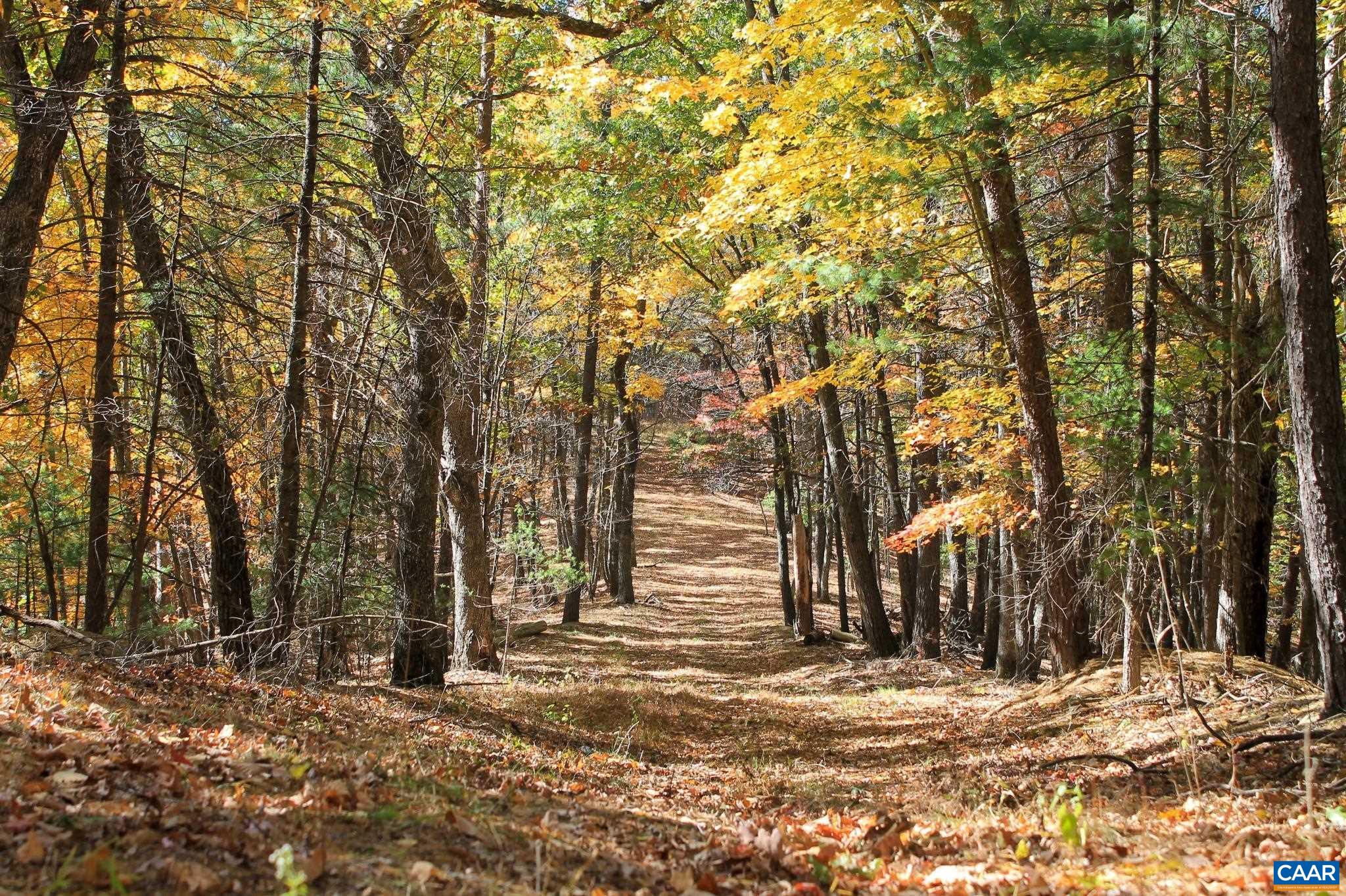 Tbd Crab Run Road Bergton, VA 22811 - Photo 49 of 74 a view of a trees with a yard