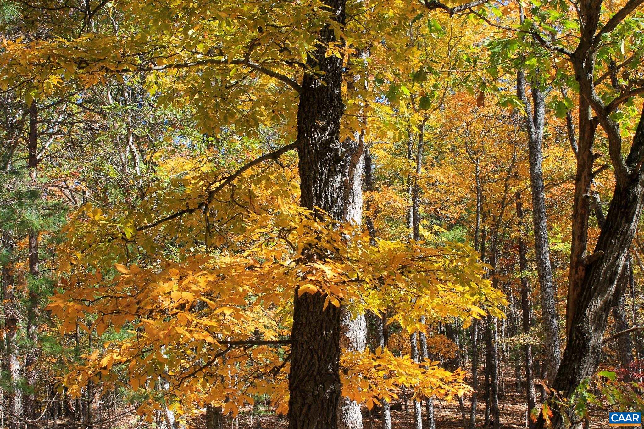 Tbd Crab Run Road Bergton, VA 22811 - Photo 54 of 74 a picture of tree