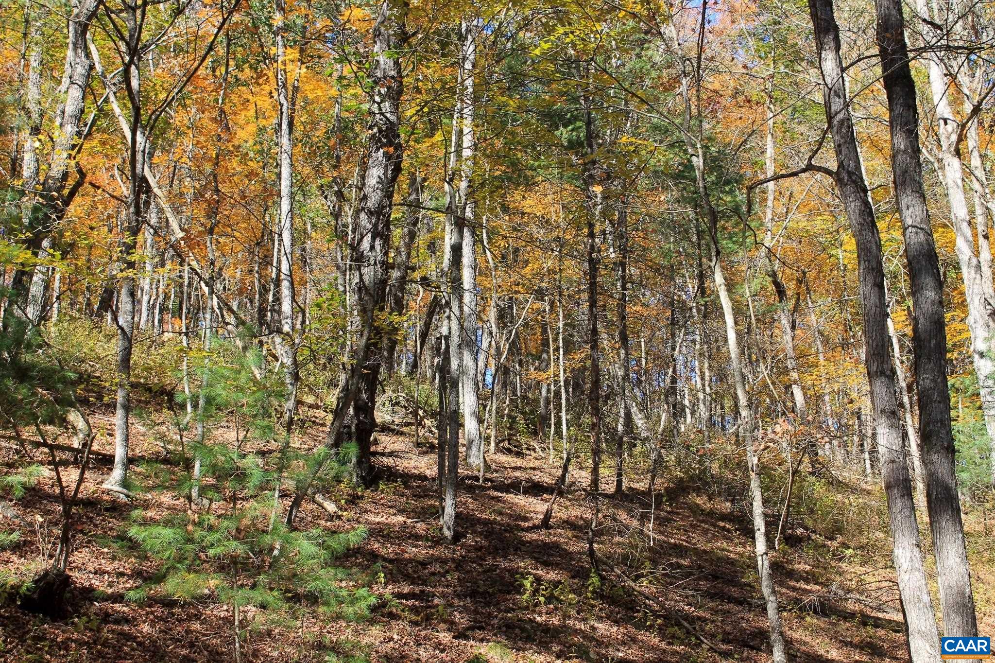 Tbd Crab Run Road Bergton, VA 22811 - Photo 55 of 74 a view of yard