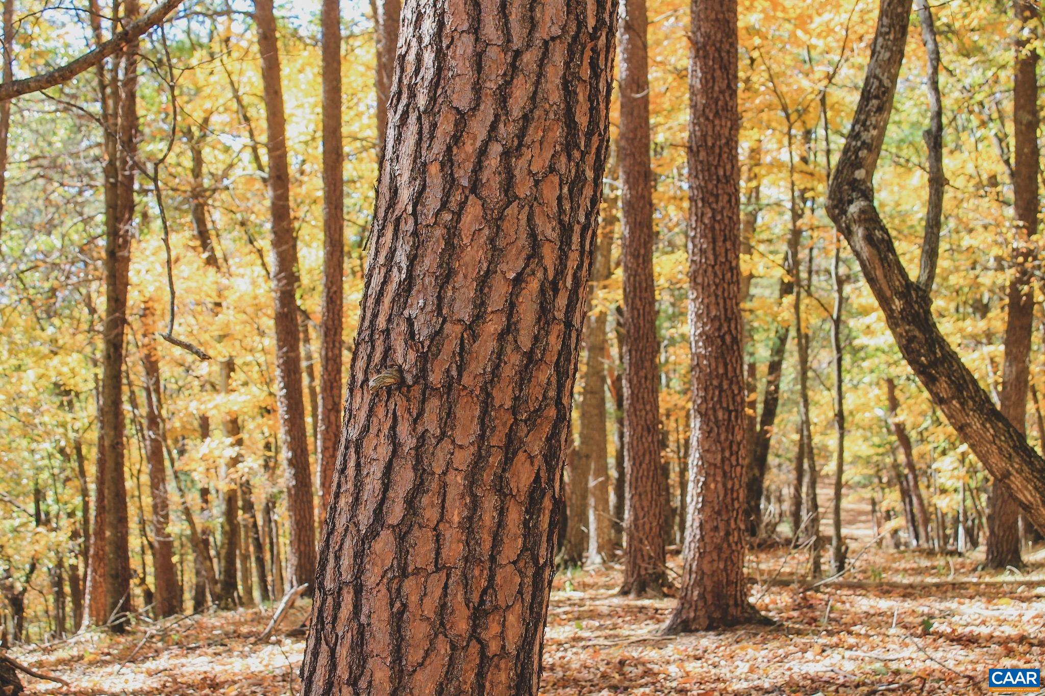 Tbd Crab Run Road Bergton, VA 22811 - Photo 56 of 74 a view of outdoor space with yard