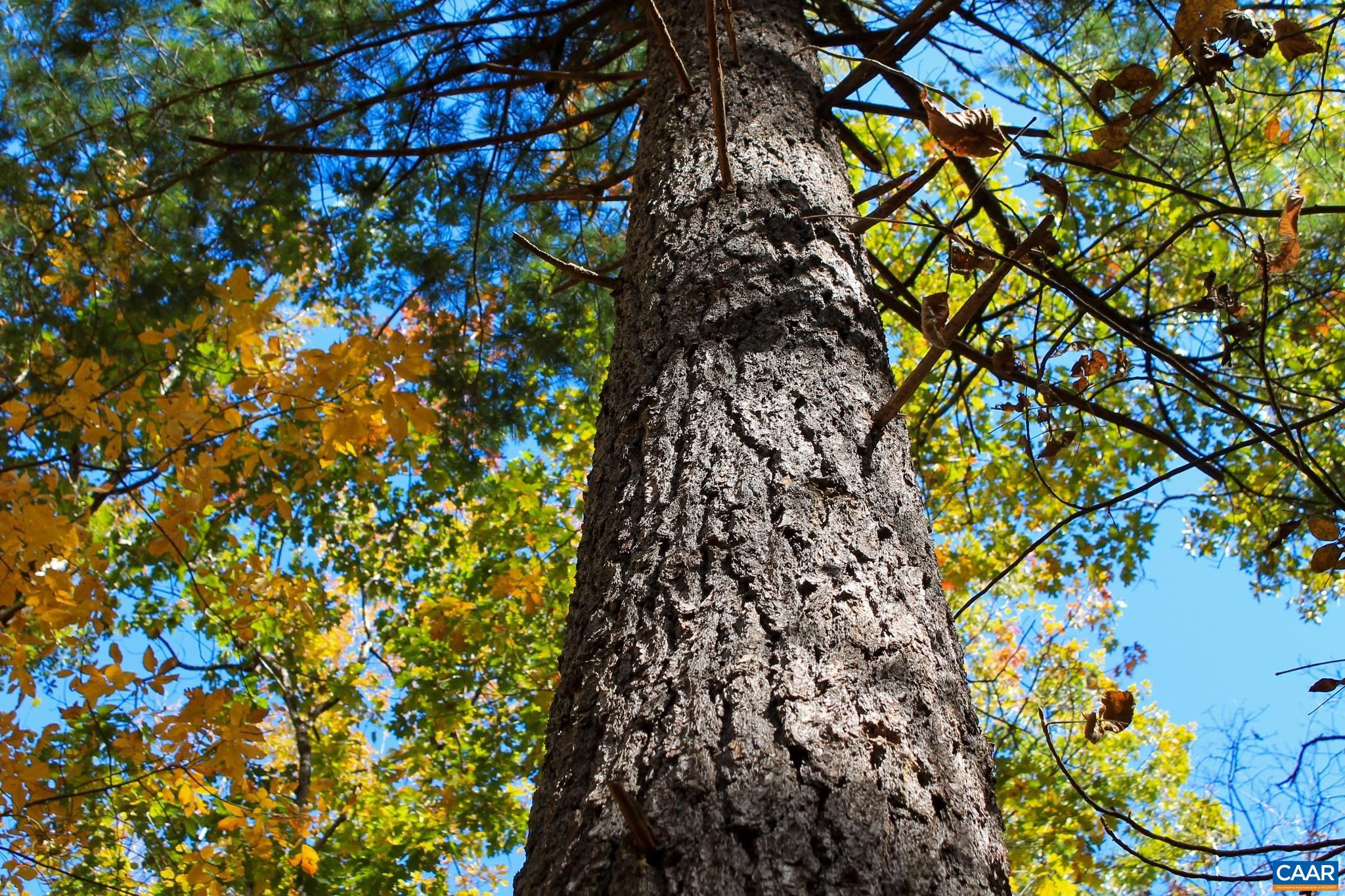 Tbd Crab Run Road Bergton, VA 22811 - Photo 57 of 74