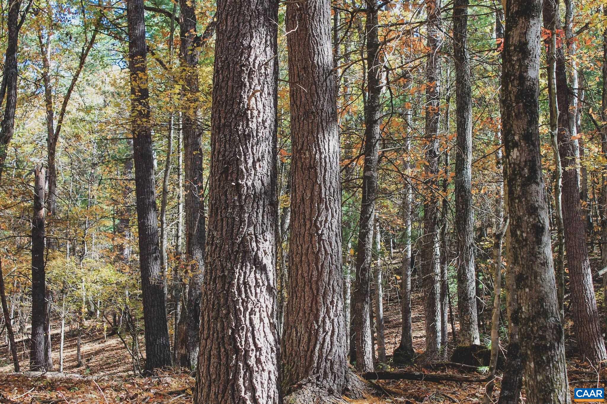 Tbd Crab Run Road Bergton, VA 22811 - Photo 58 of 74 a view of a forest
