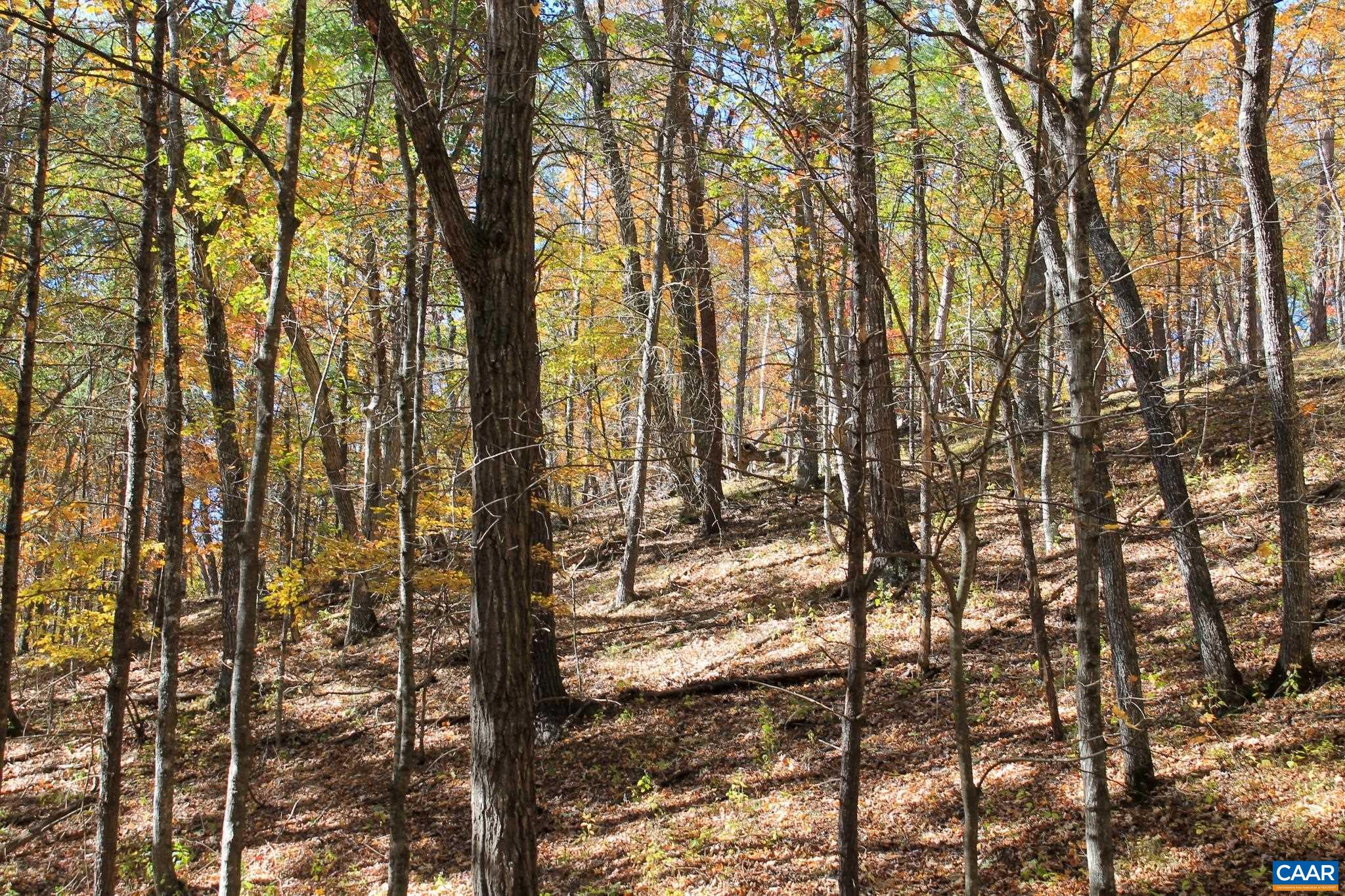 Tbd Crab Run Road Bergton, VA 22811 - Photo 59 of 74