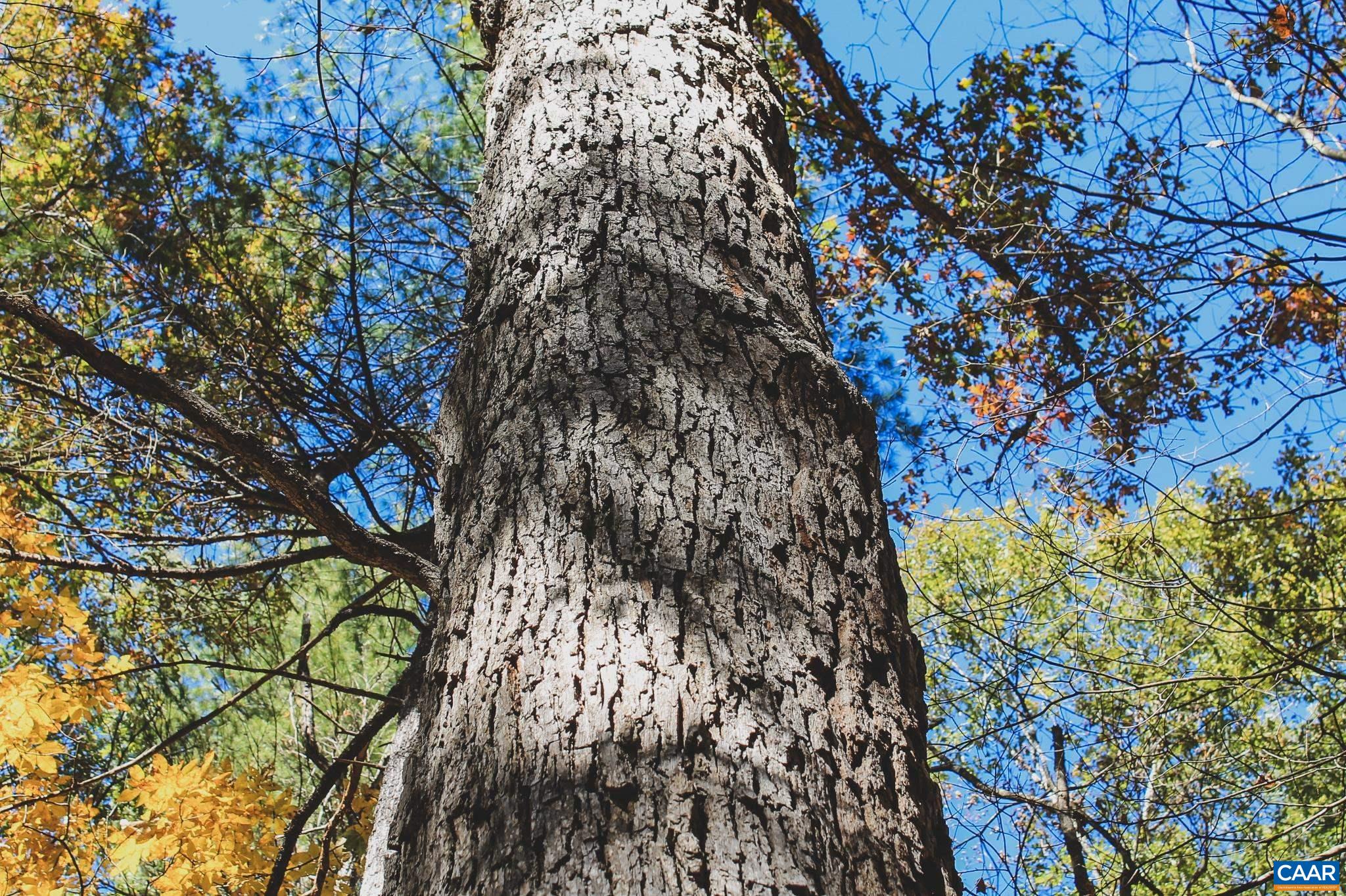 Tbd Crab Run Road Bergton, VA 22811 - Photo 60 of 74