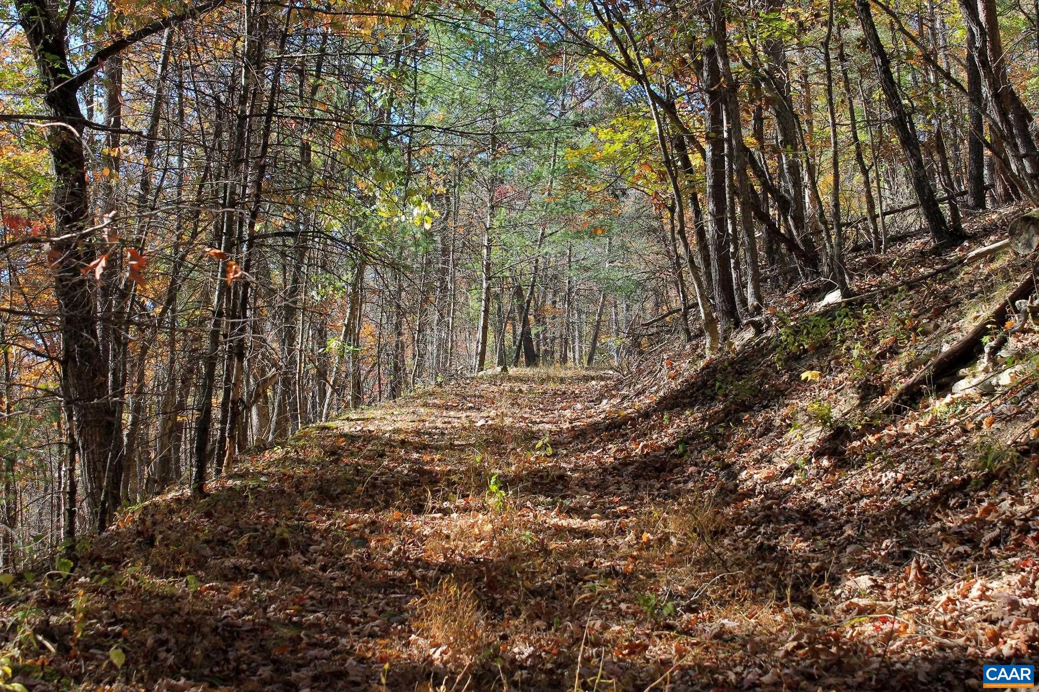 Tbd Crab Run Road Bergton, VA 22811 - Photo 61 of 74 a view of a forest with trees