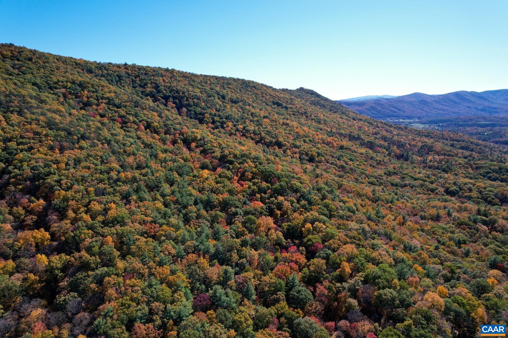 Tbd Crab Run Road Bergton, VA 22811 - Photo 65 of 74 a view of a large tree