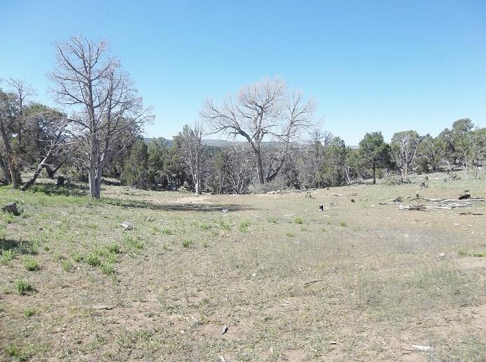 Tbd Tbd Co-145 Redvale, CO 81431 - Photo 4 of 7 a view of dirt field with trees