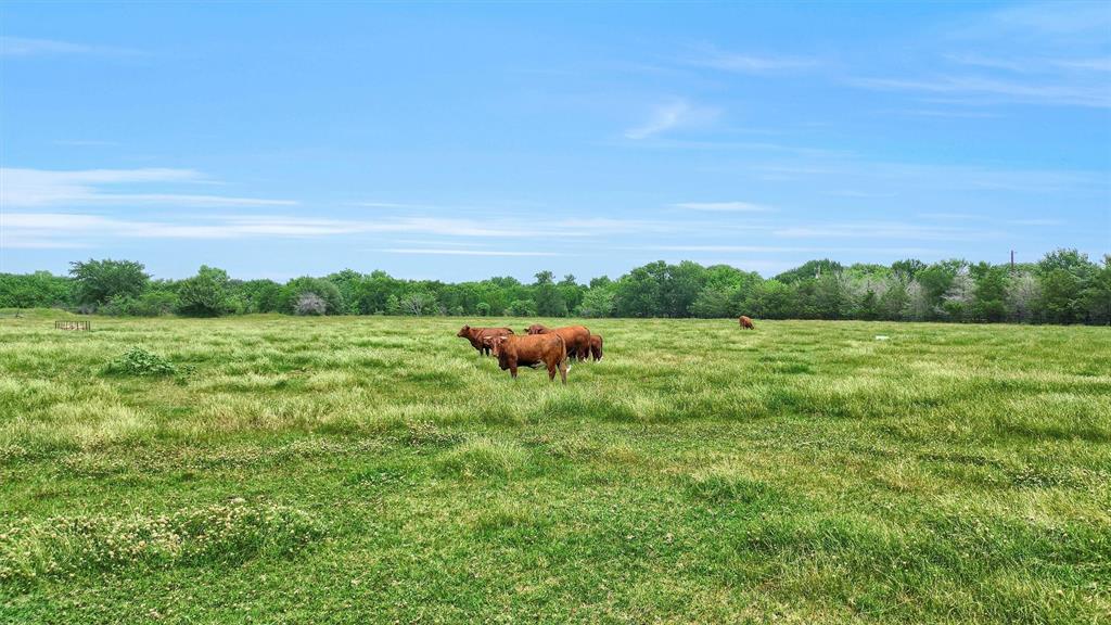 12153 Mustang Road Pilot Point, TX 76258 - Photo 7 of 23 a backyard of a house with lots of green space and fog