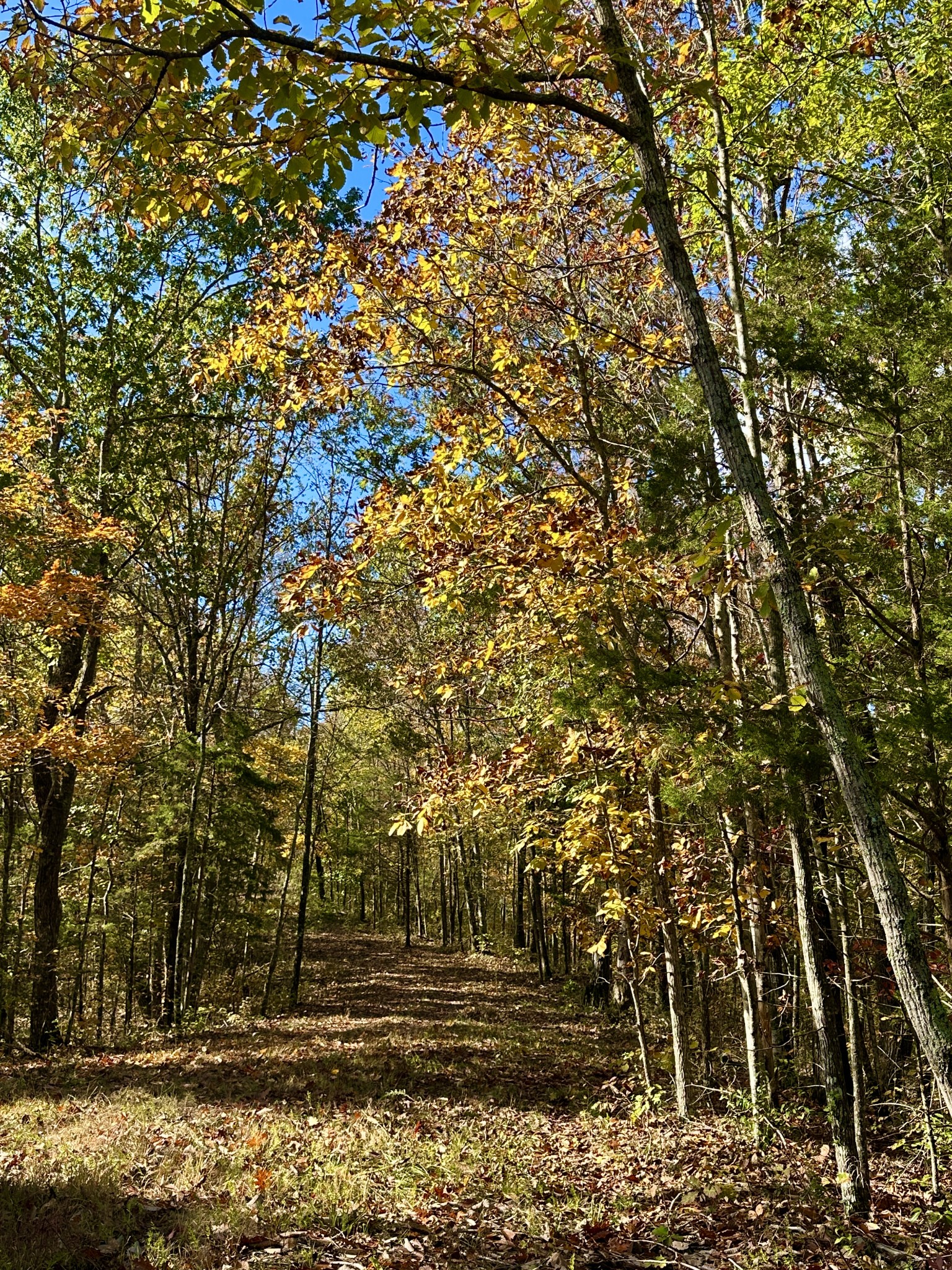 0 Rock Springs Road Celina, TN 38551 - Photo 7 of 8 a backyard of a house with lots of green space