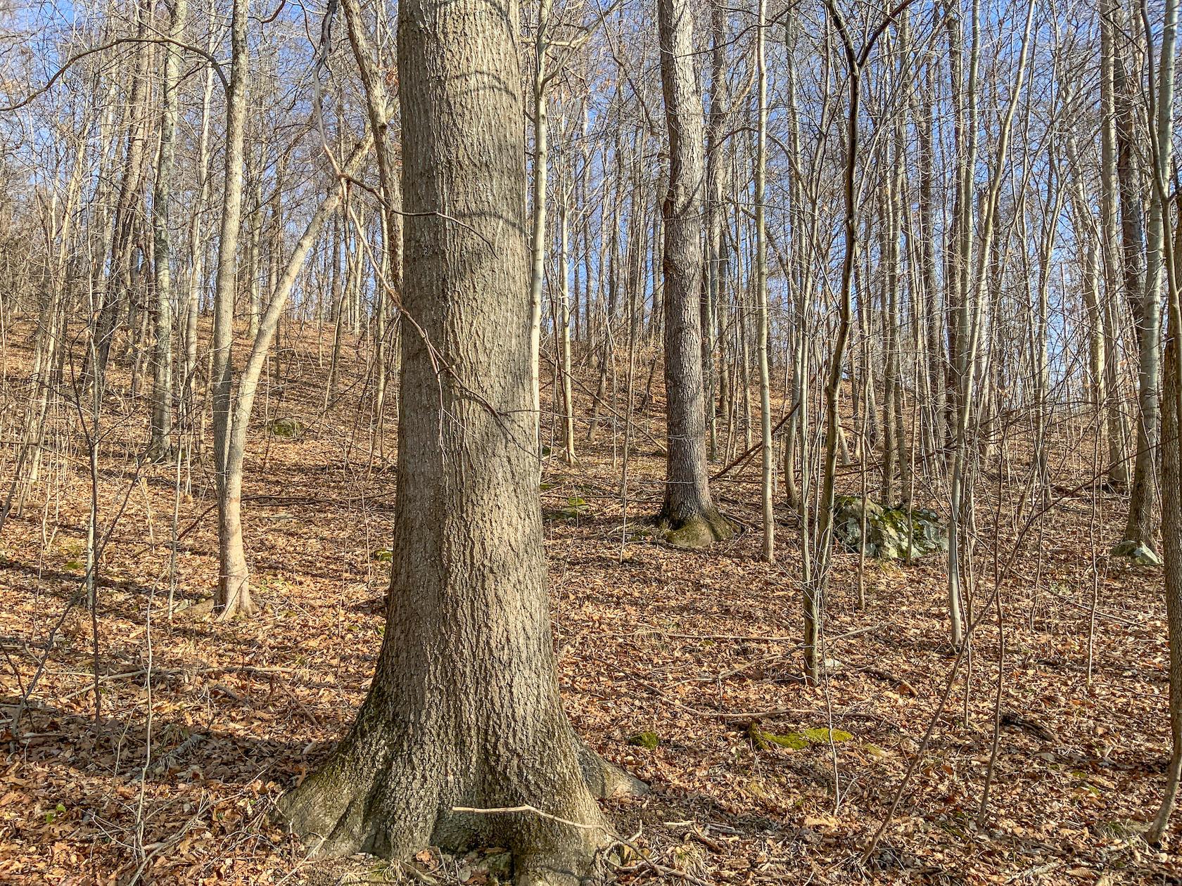 0 Jockey Hollow Road Flushing, OH 43977 - Photo 55 of 64