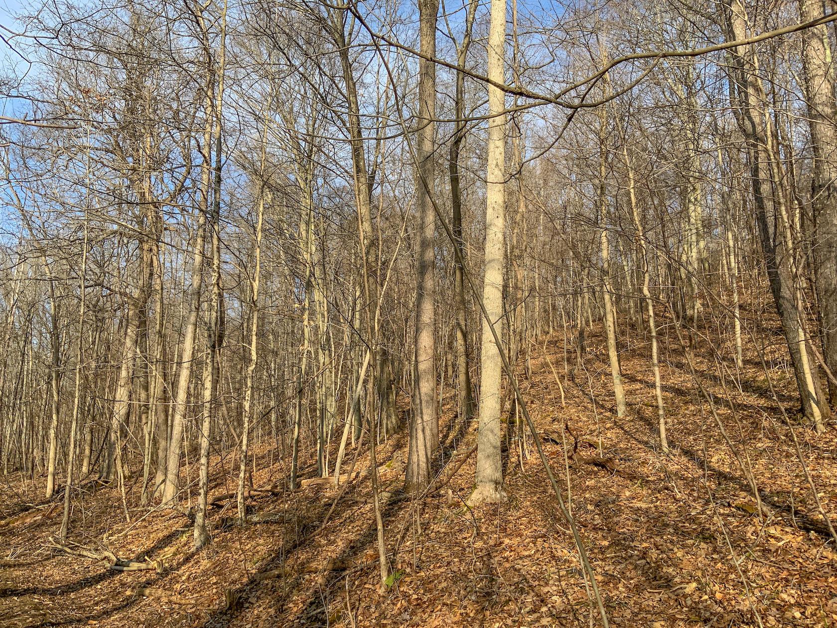 0 Jockey Hollow Road Flushing, OH 43977 - Photo 57 of 64