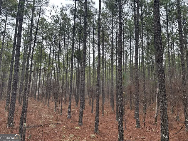 a view of lots of trees