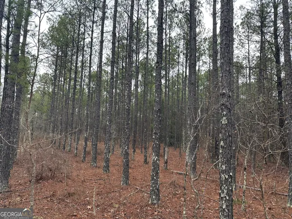 a view of a forest with lots of trees