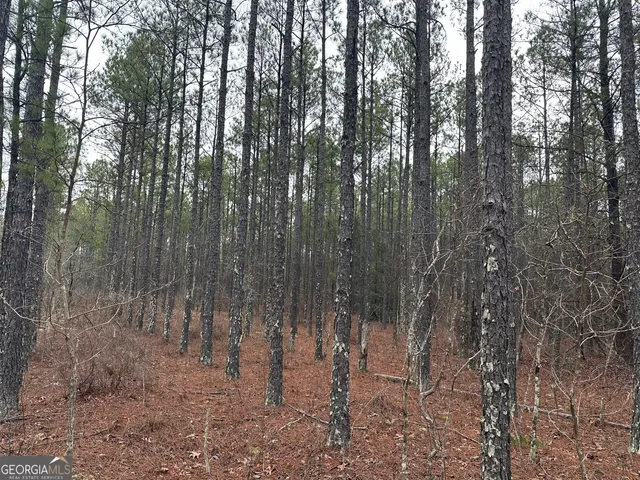 a view of a forest with lots of trees