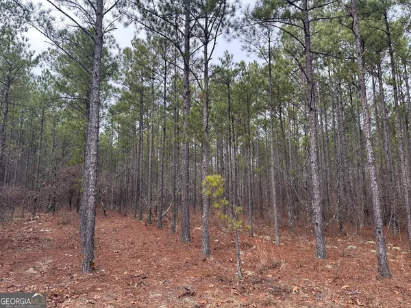 a view of a forest with large trees