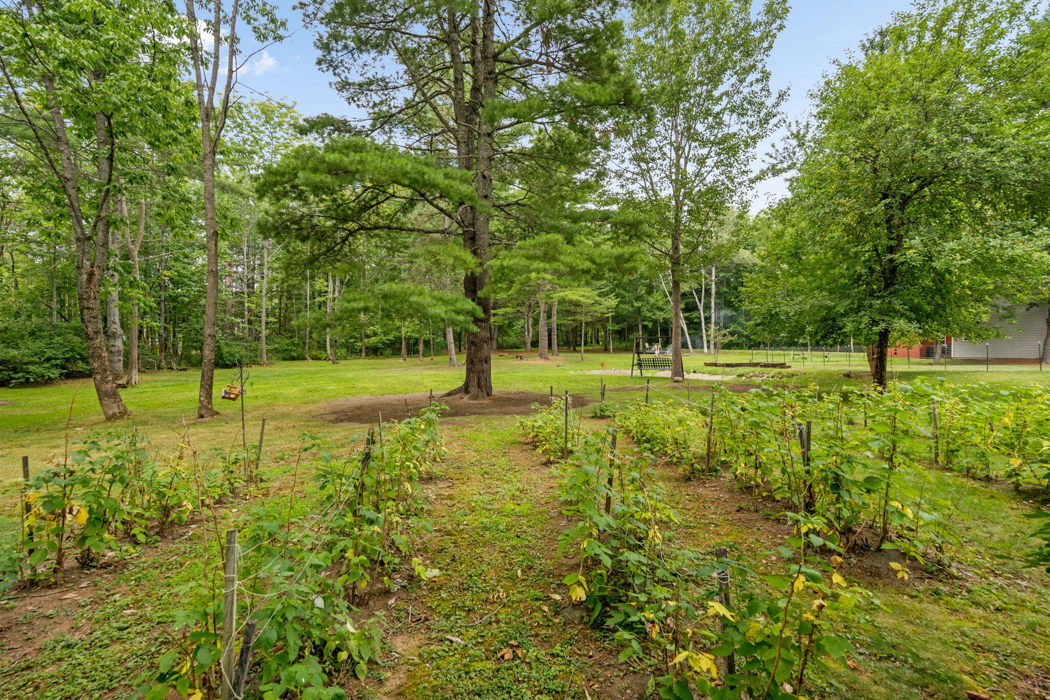 406 Brann Road Levant, ME 04456 - Photo 81 of 110 Rows of Cultivated Rasberries