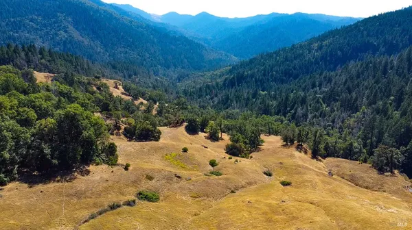 a view of a large tree with lots of bushes