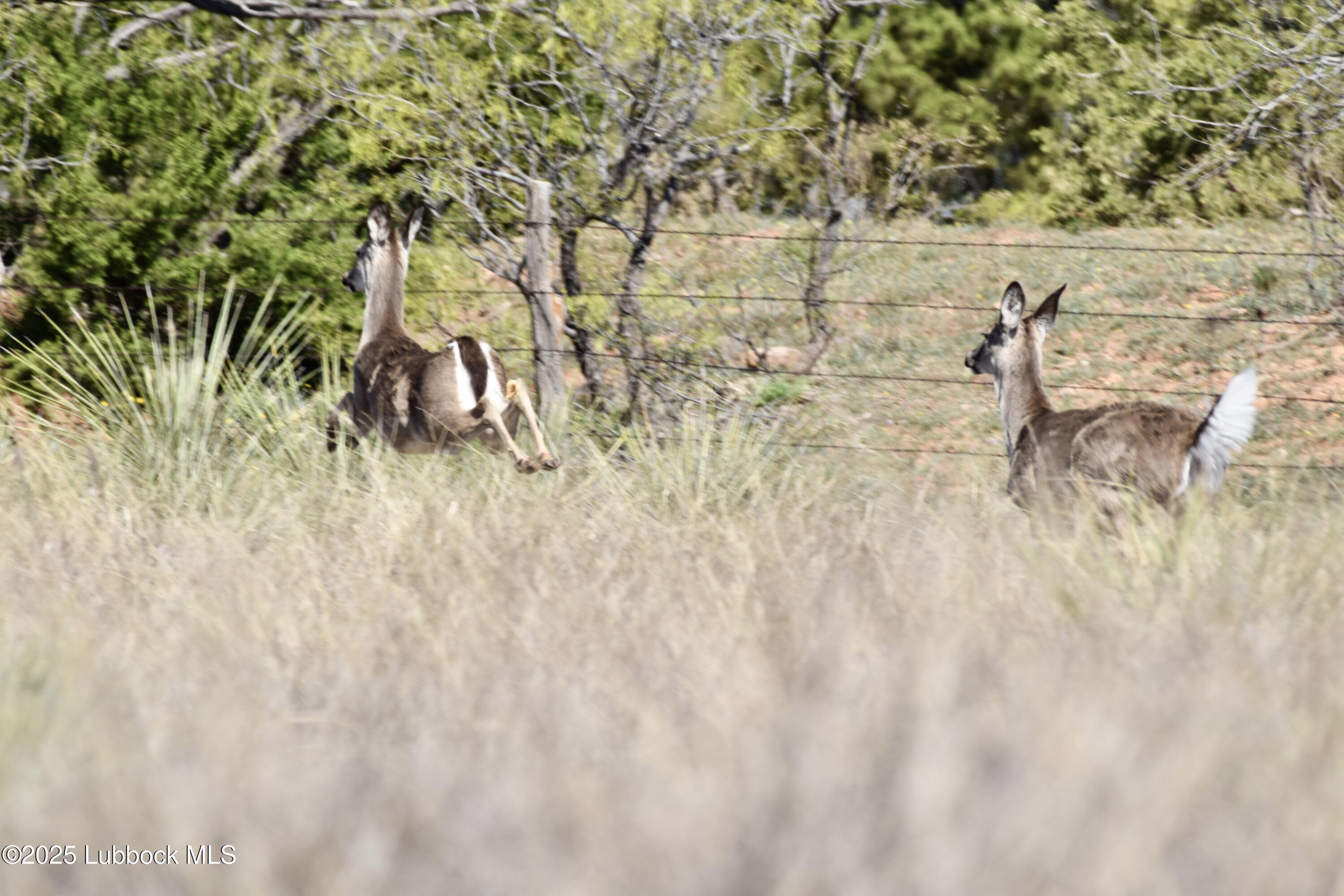 0 Co Road Turkey, TX 79261 - Photo 22 of 36 DSC_0060