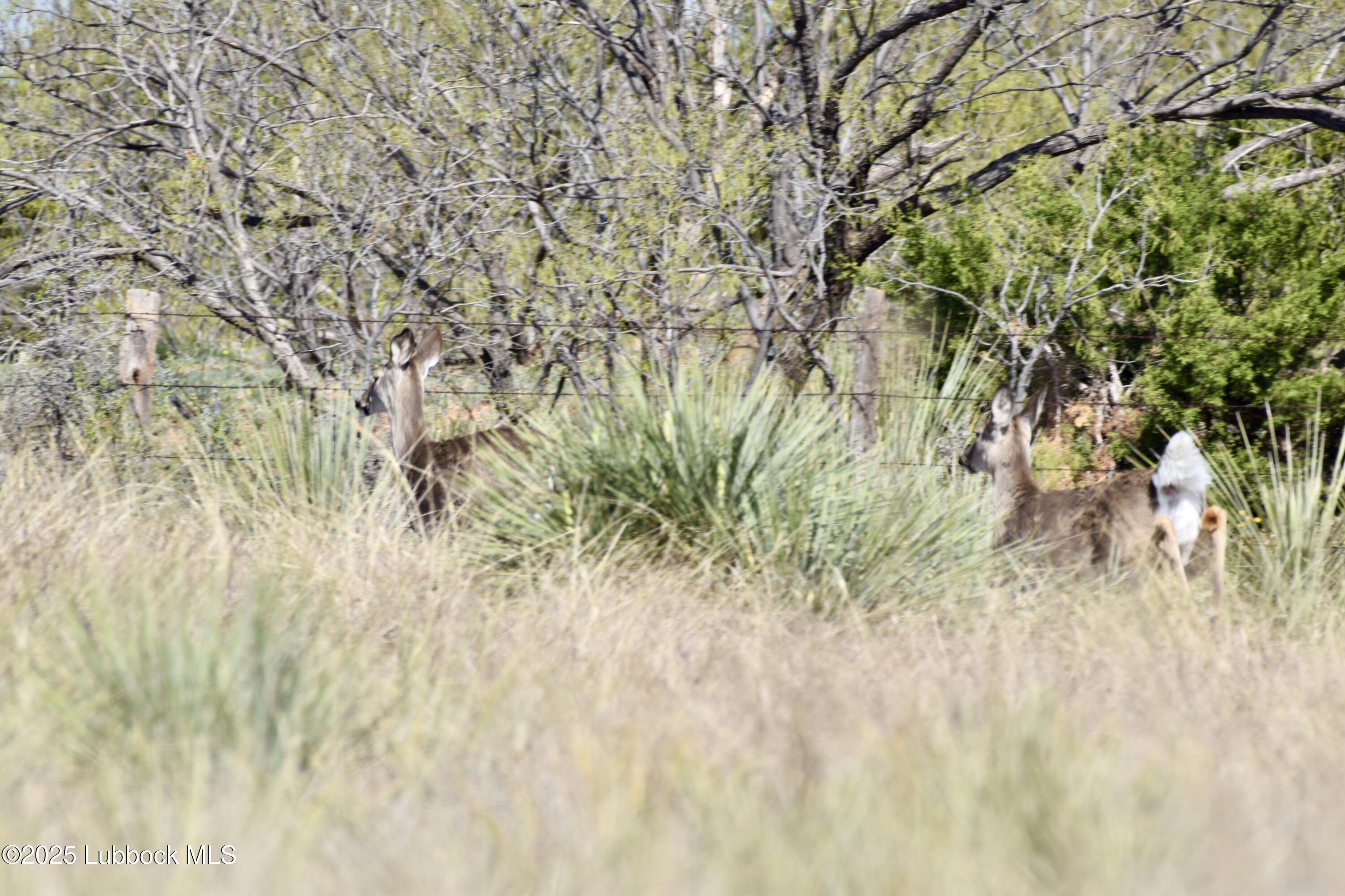 0 Co Road Turkey, TX 79261 - Photo 23 of 36 DSC_0061