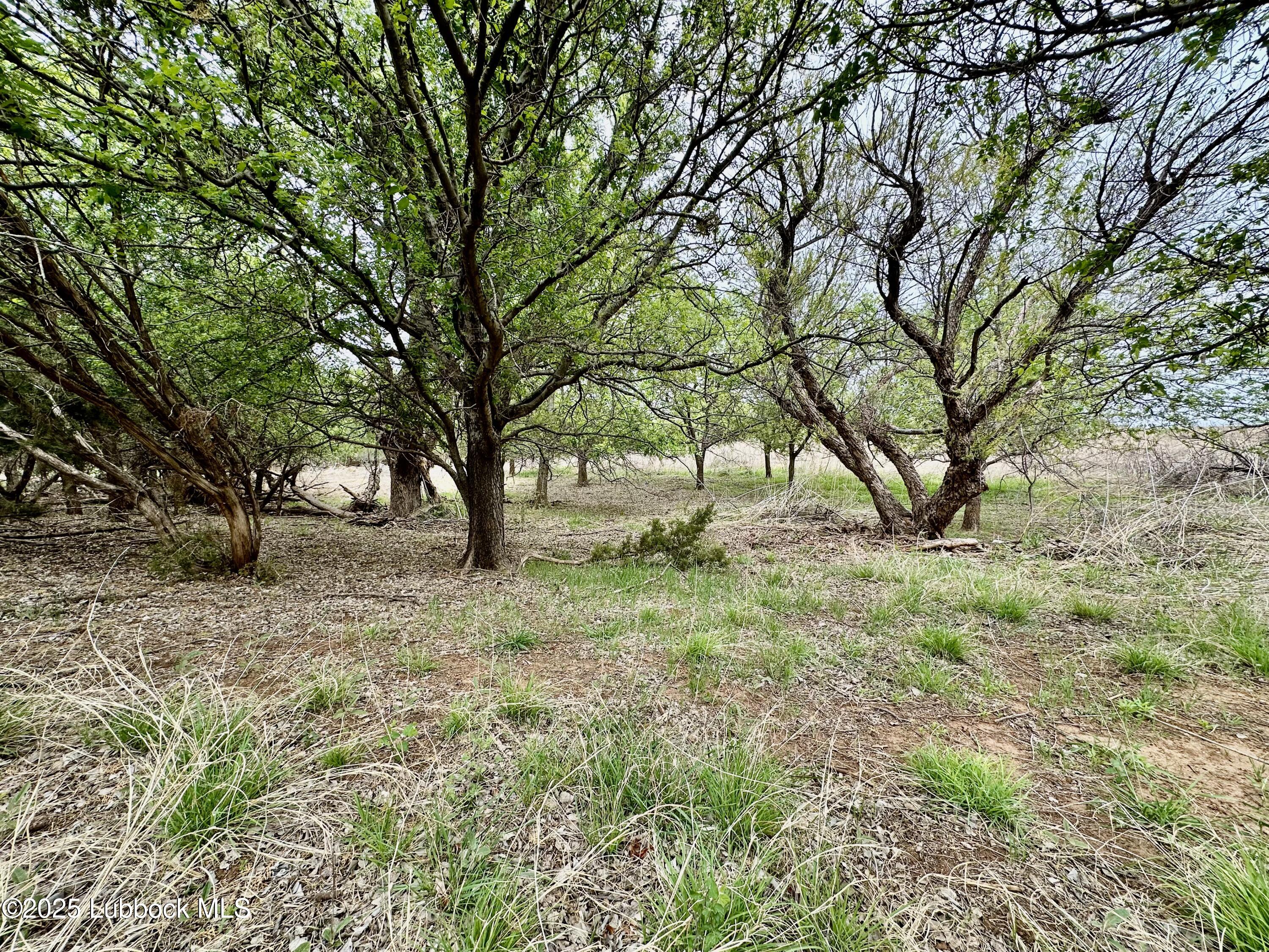 0 Co Road Turkey, TX 79261 - Photo 27 of 36 IMG_4392