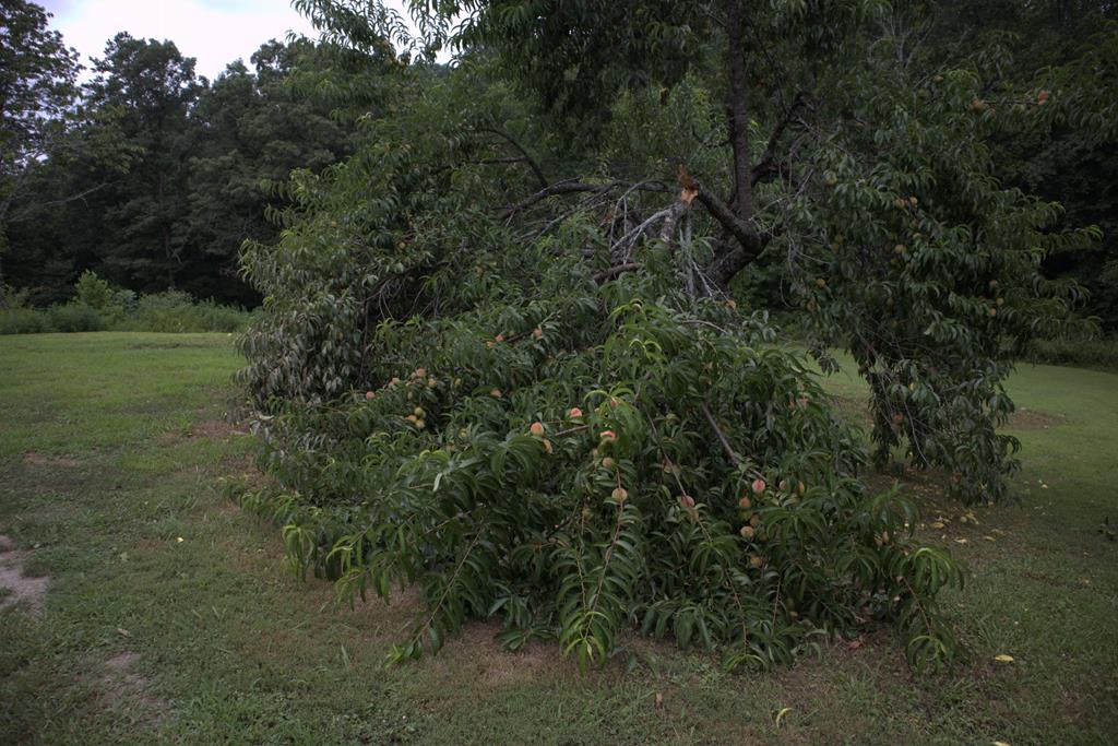 8249 Boardtown Road Ellijay, GA 30540 - Photo 36 of 71