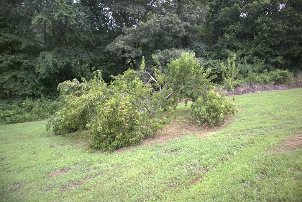 8249 Boardtown Road Ellijay, GA 30540 - Photo 39 of 71 Apple