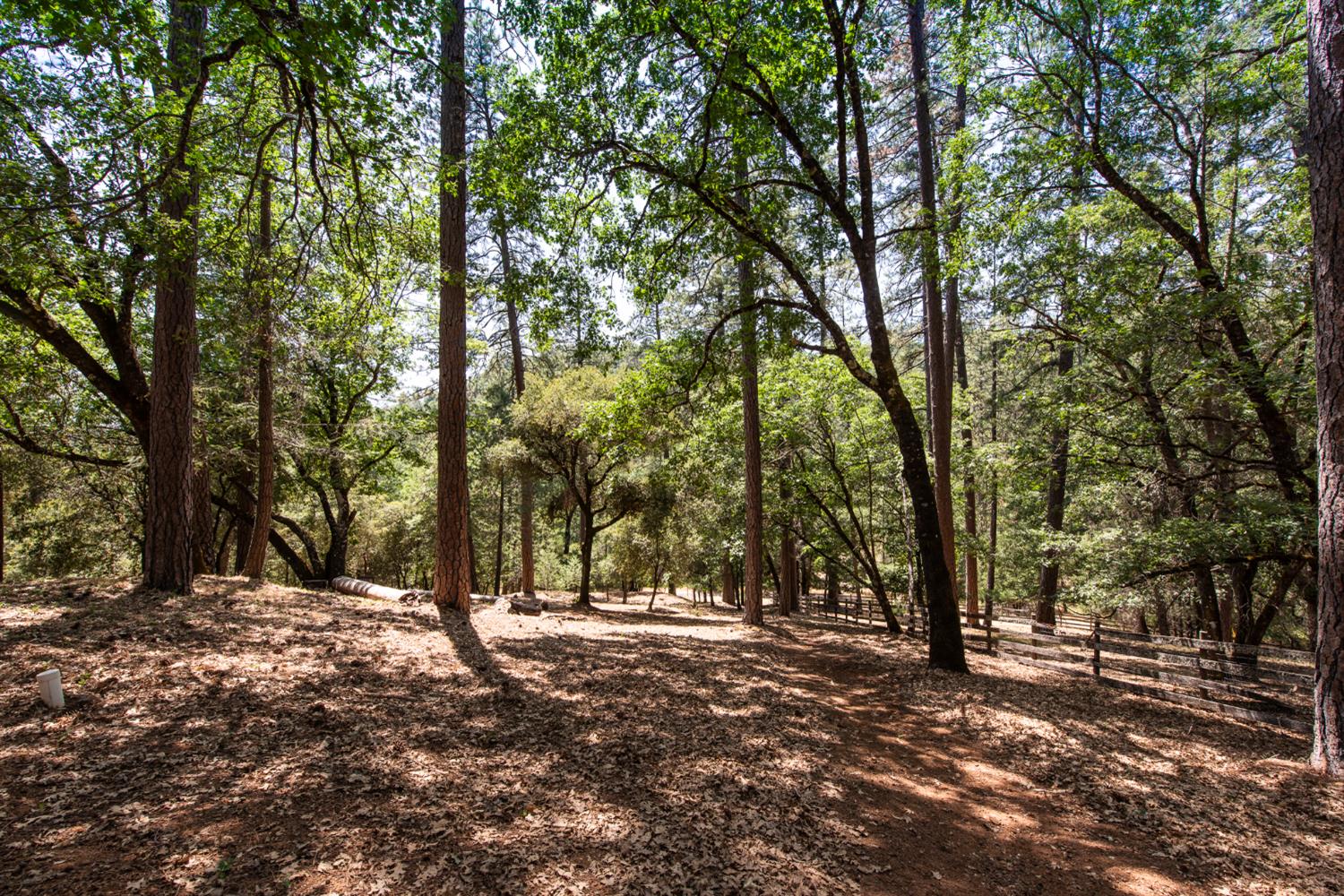 15046 Leiter Way Grass Valley, CA 95949 - Photo 39 of 43 a view of outdoor space with trees