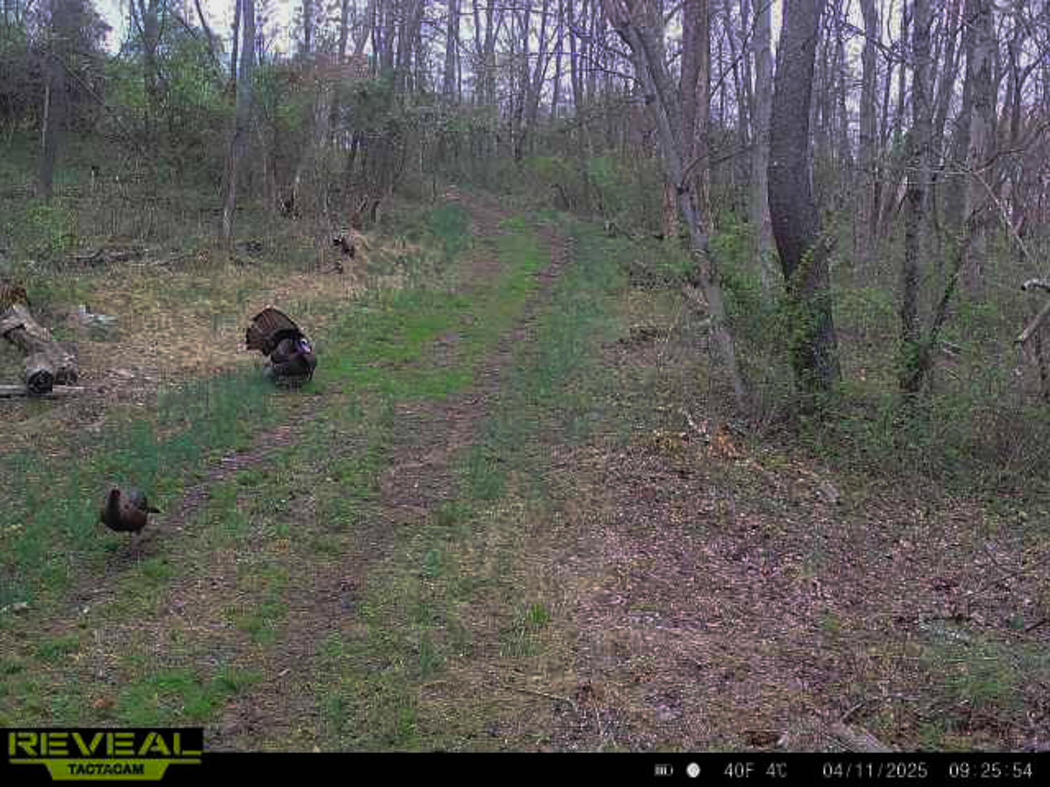 5230 Null Road Coolville, OH 45723 - Photo 43 of 54 Long fork rd.-79