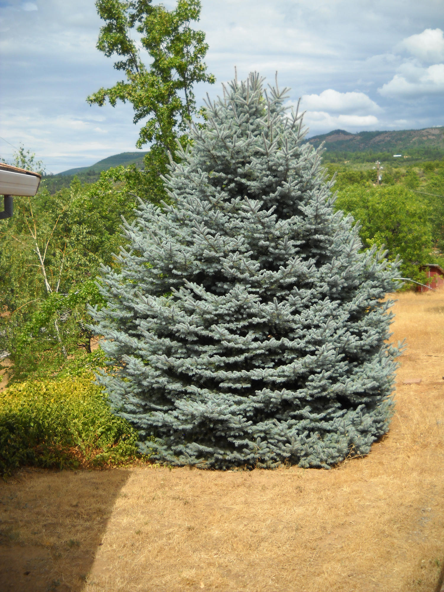 30191 Frisby Road Round Mountain, CA 96084 - Photo 27 of 33 Beautiful blue spruce