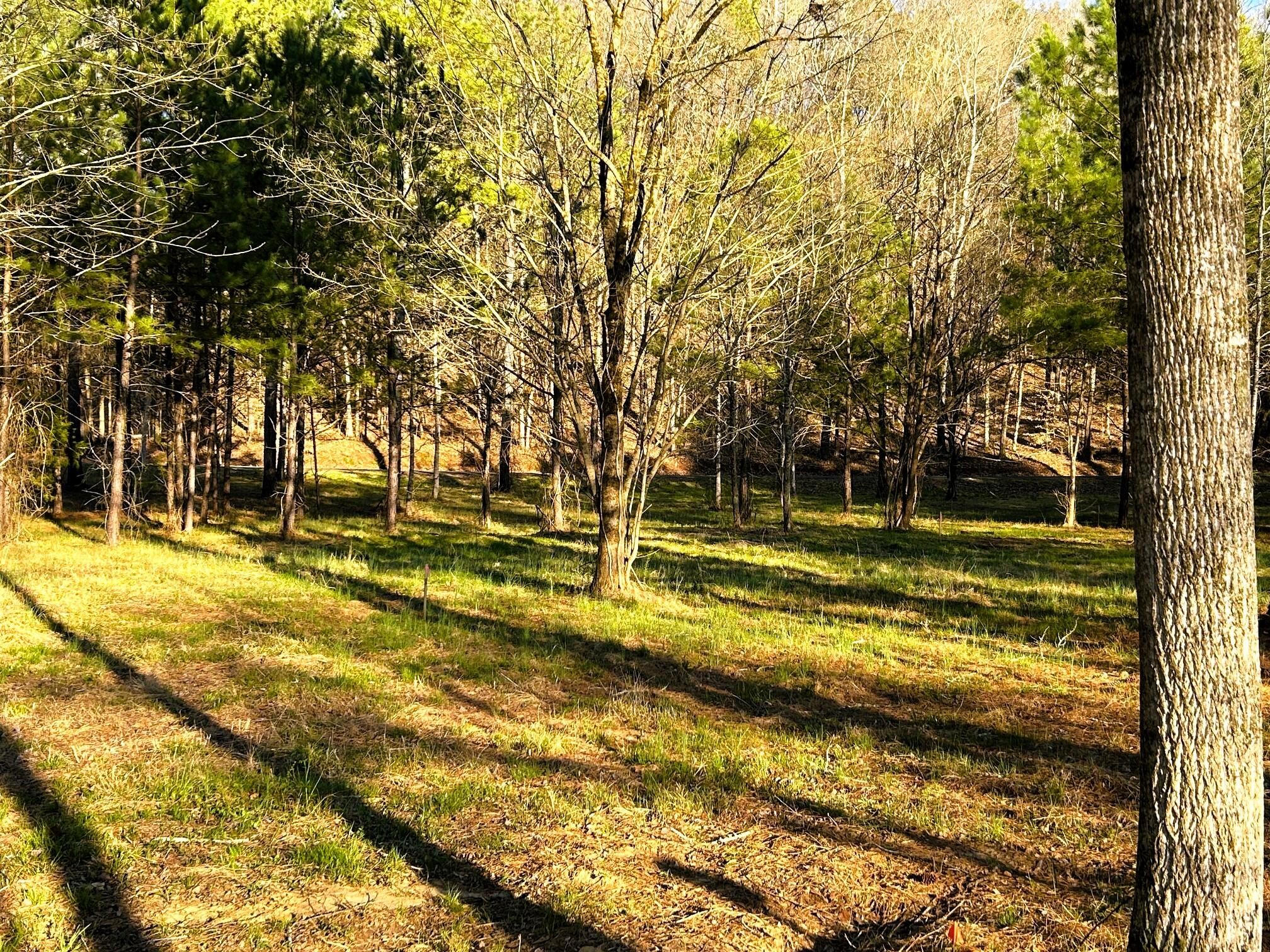 4 County Road 950 Charleston, TN 37310 - Photo 10 of 15